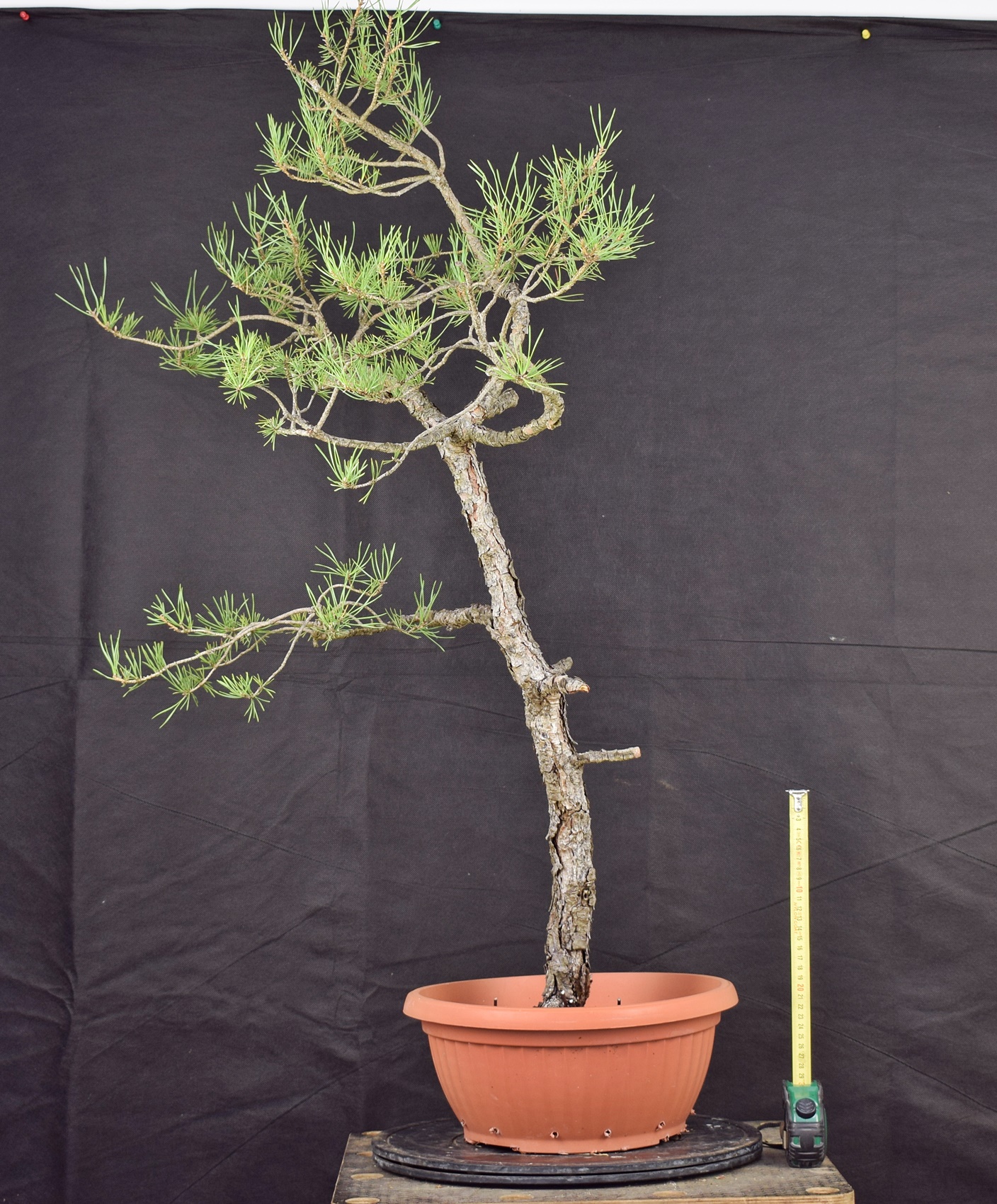 Pinus sylvestris 001