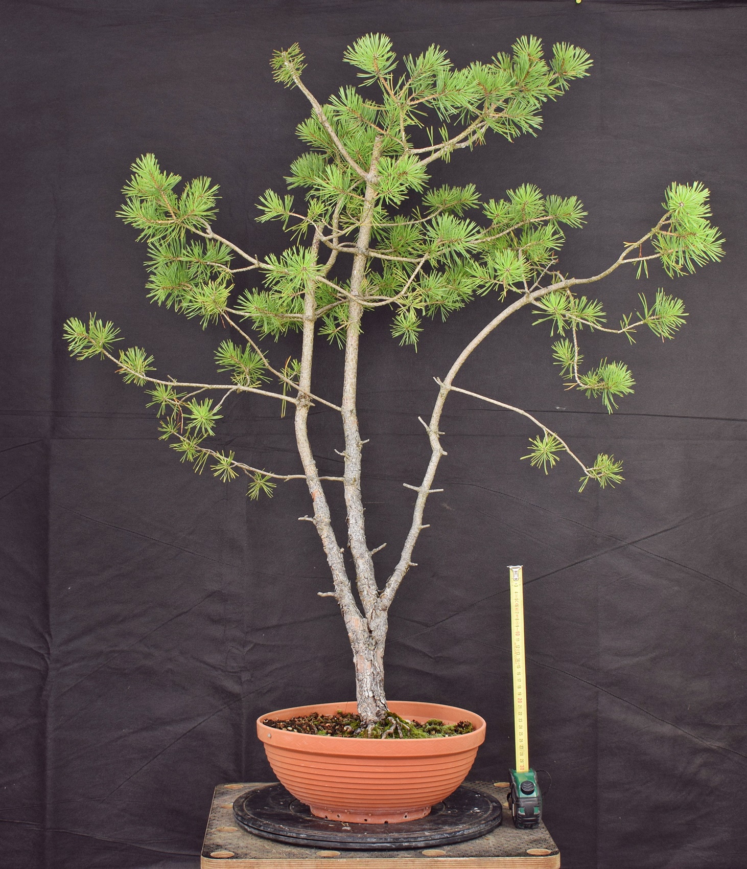 Pinus sylvestris 003