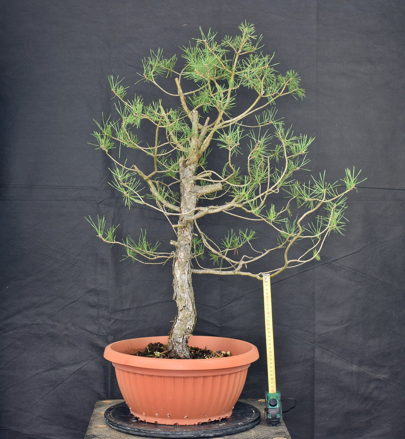 Pinus sylvestris 004