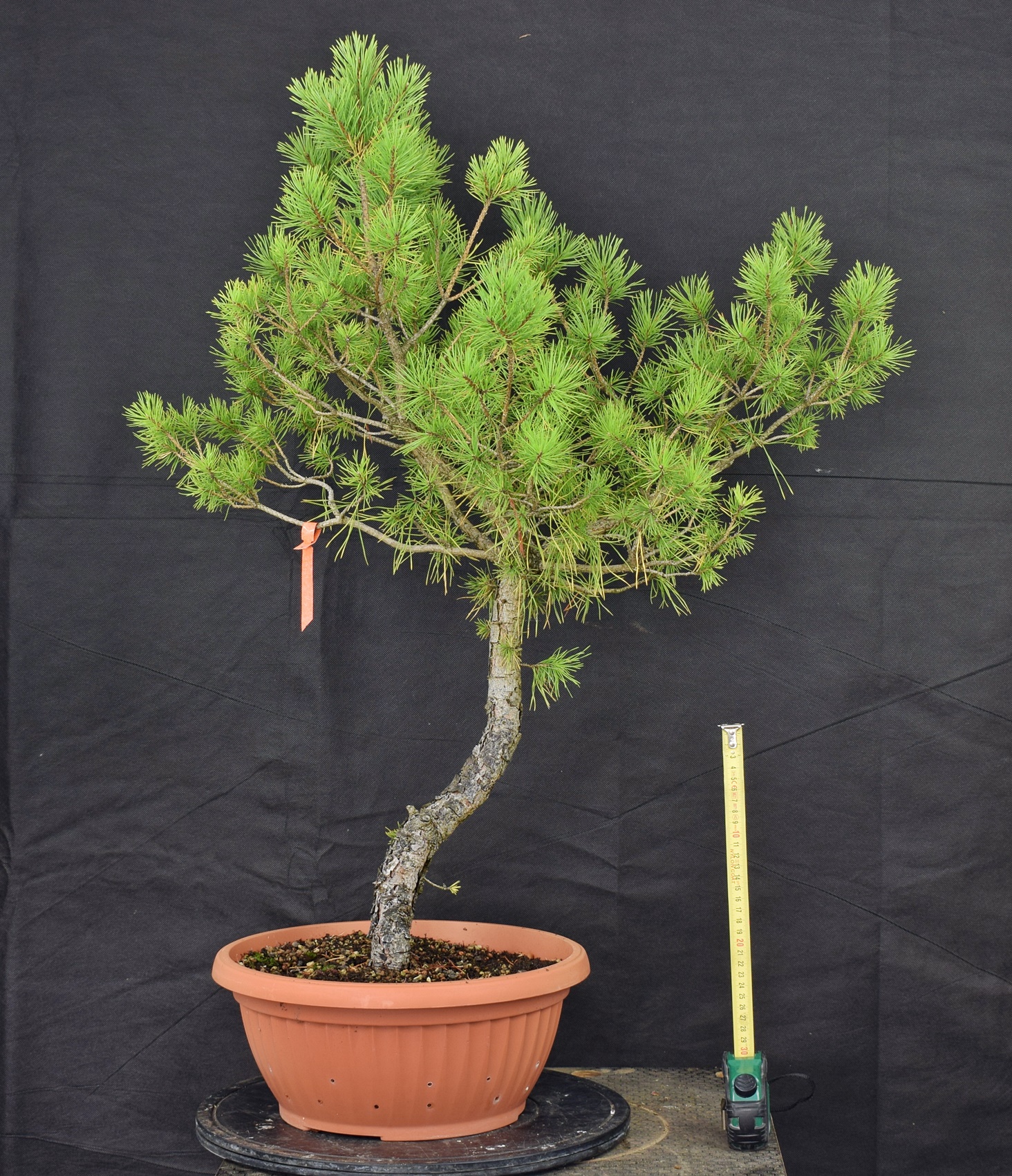 Pinus sylvestris 005