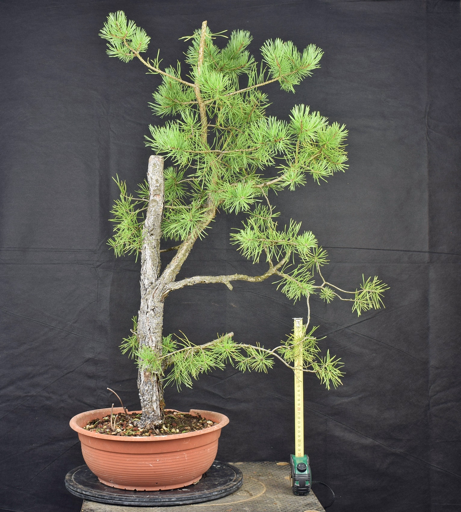 Pinus sylvestris 007