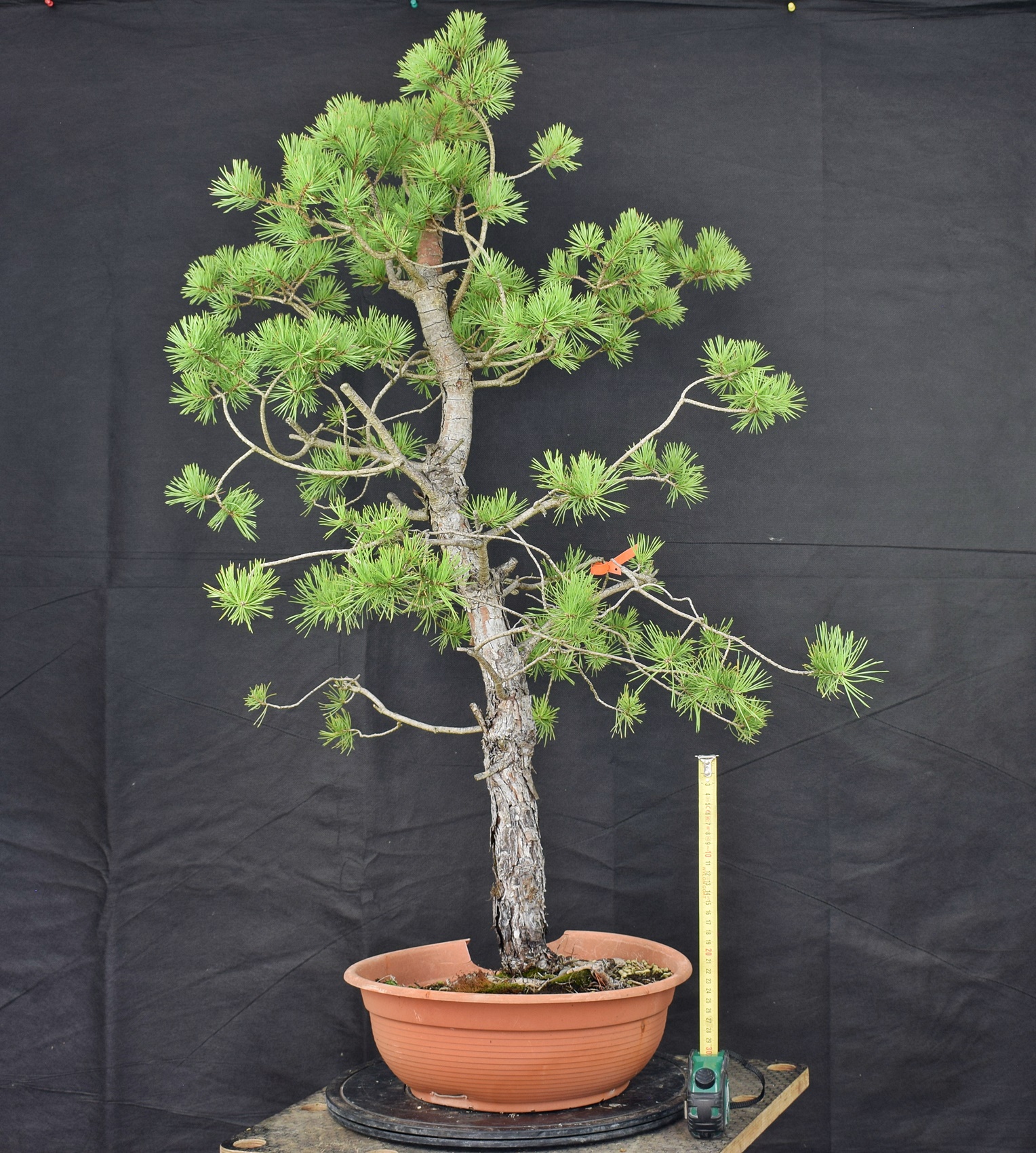 Pinus sylvestris 008