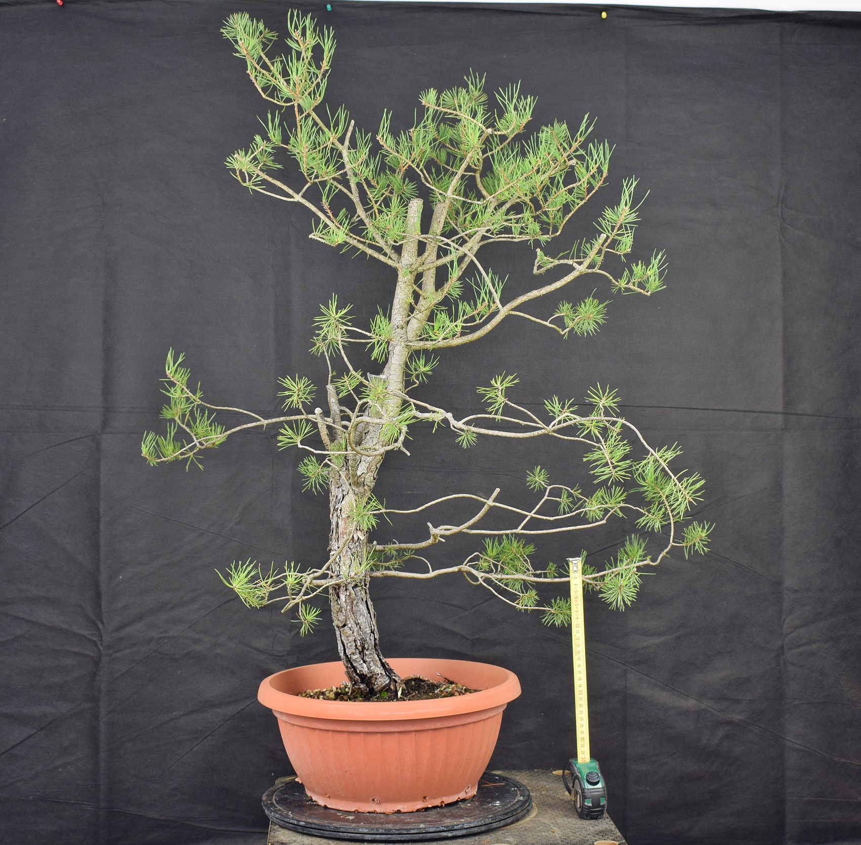 Pinus sylvestris 010