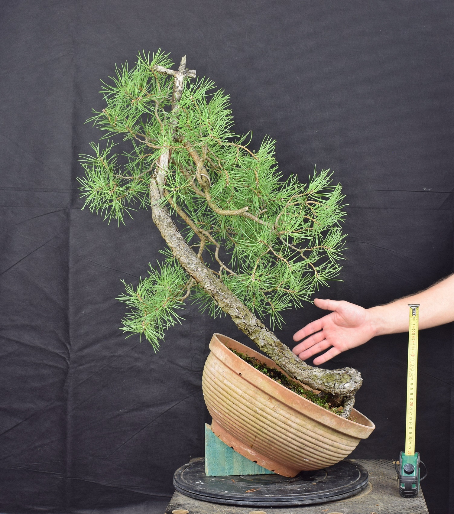 Pinus sylvestris 011