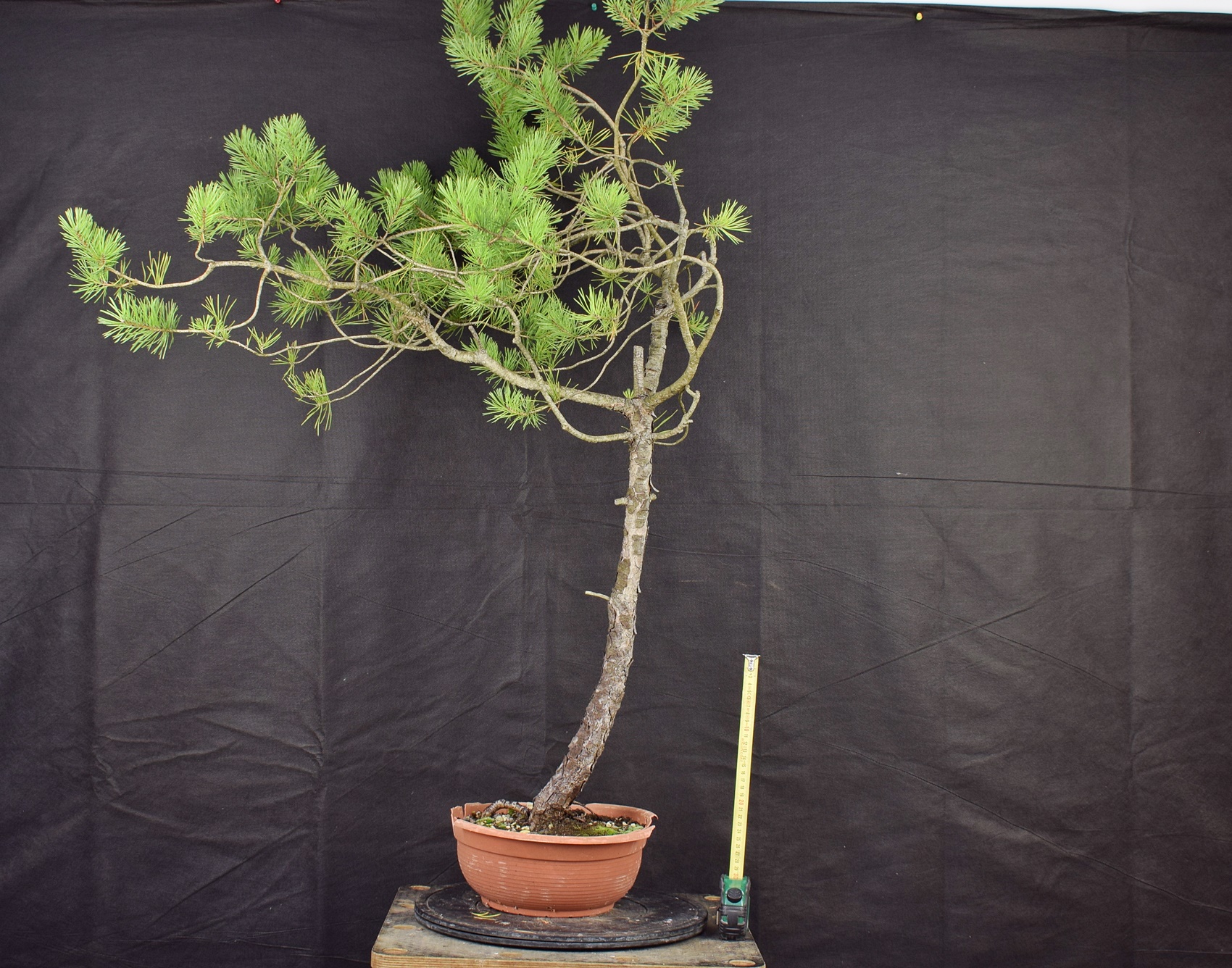 Pinus sylvestris 012