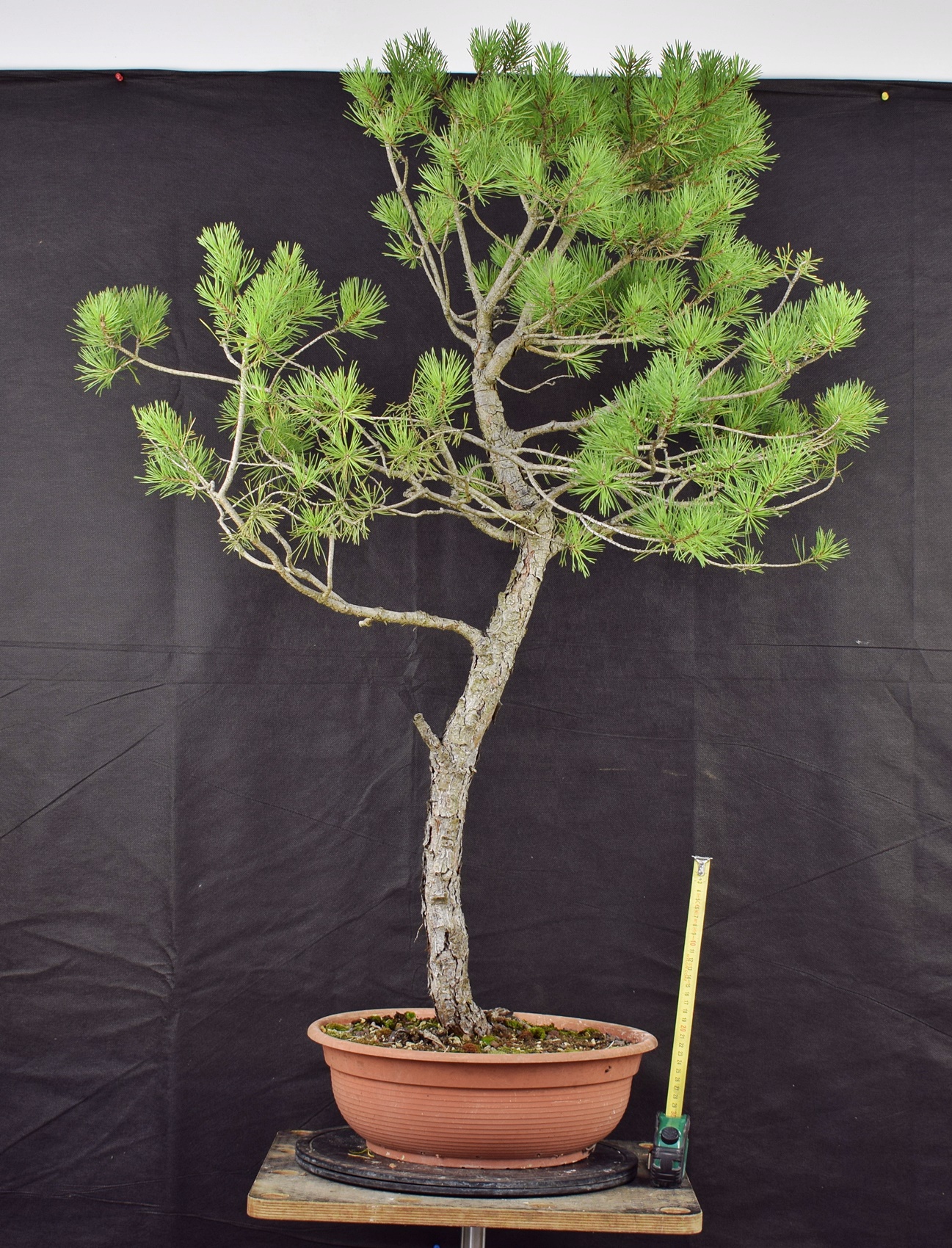 Pinus sylvestris 014