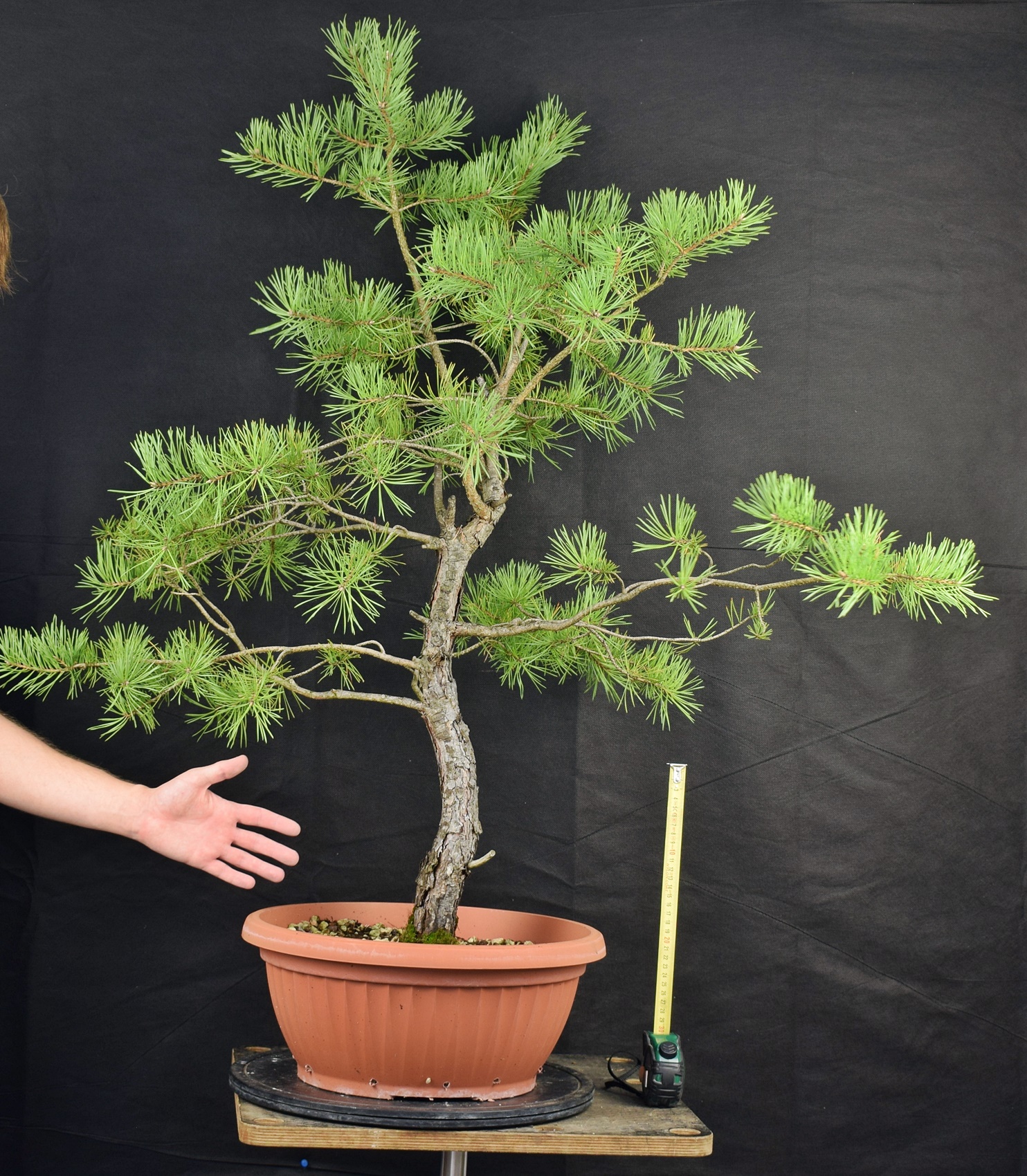 Pinus sylvestris 015