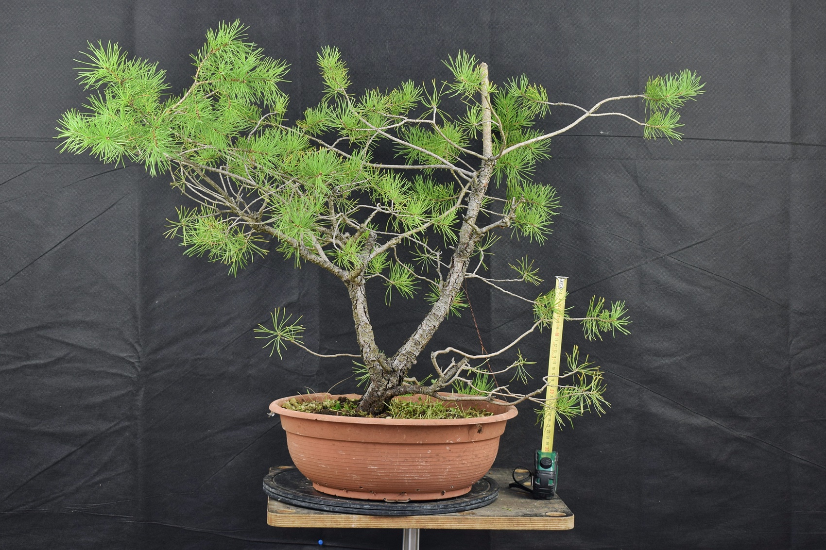 Pinus sylvestris 016