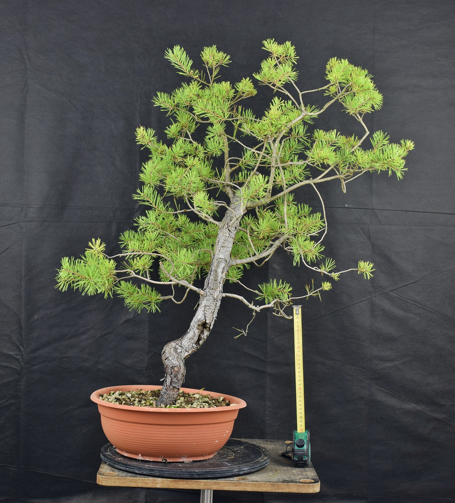 Pinus sylvestris 018