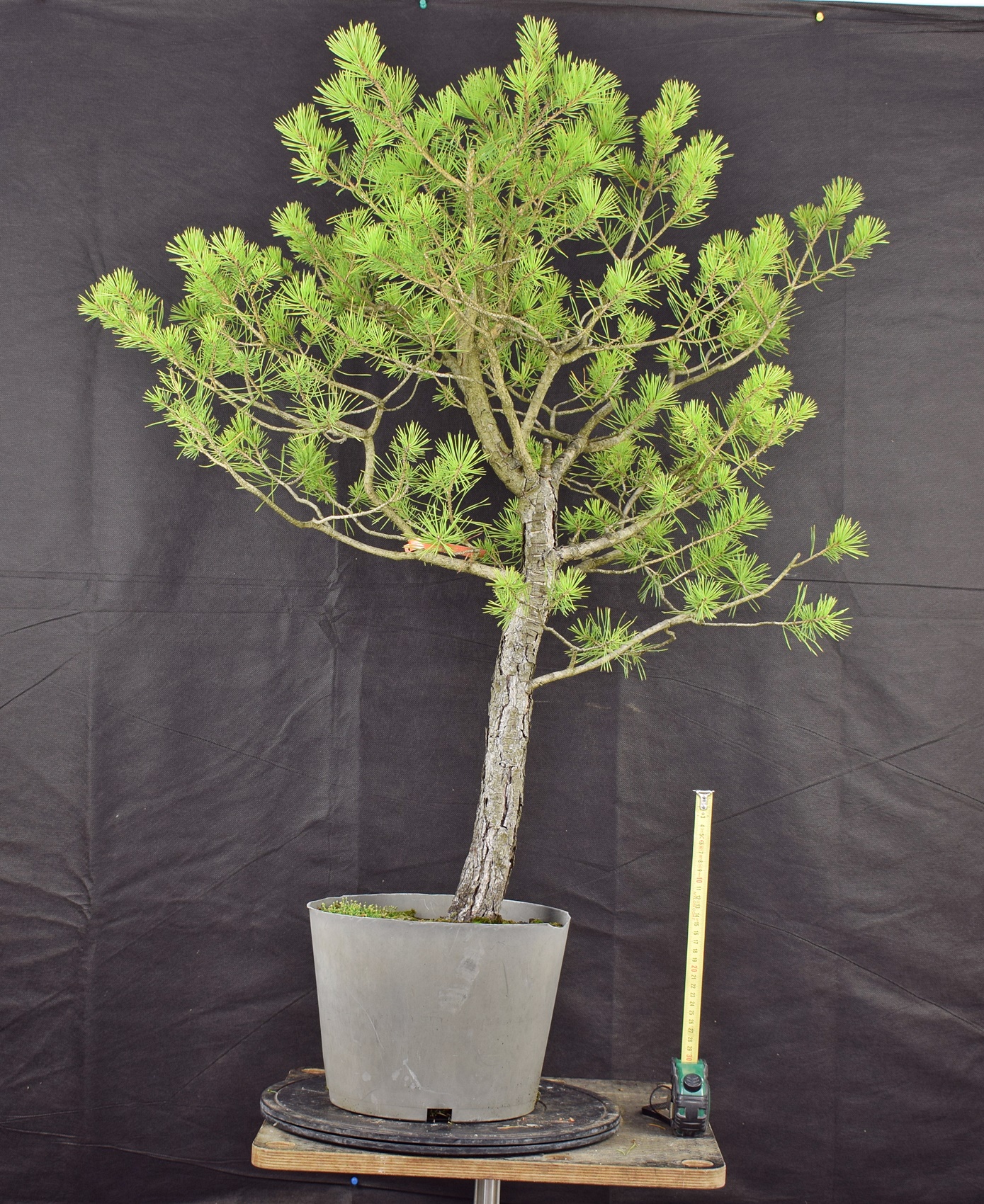 Pinus sylvestris 019