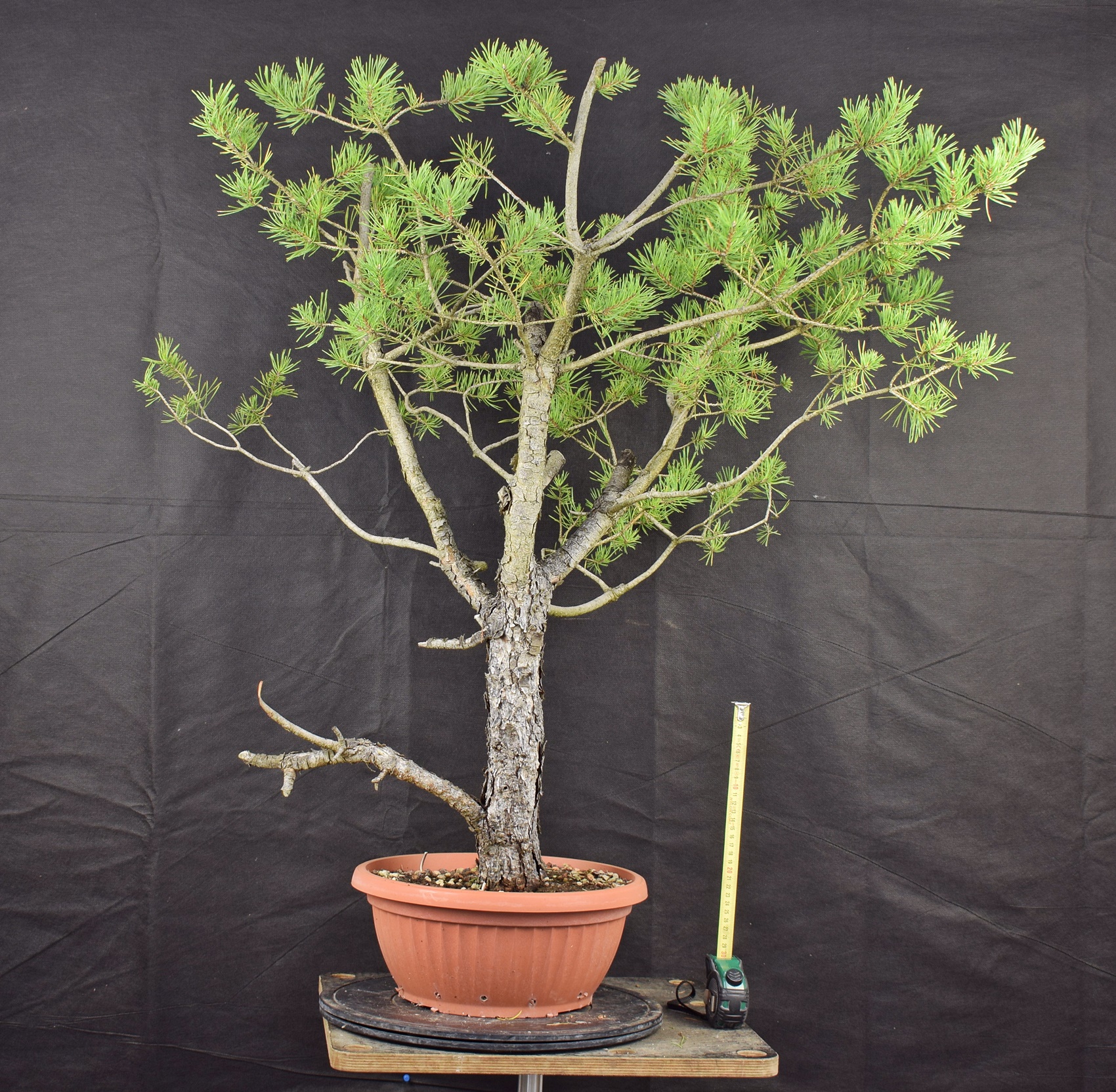 Pinus sylvestris 020