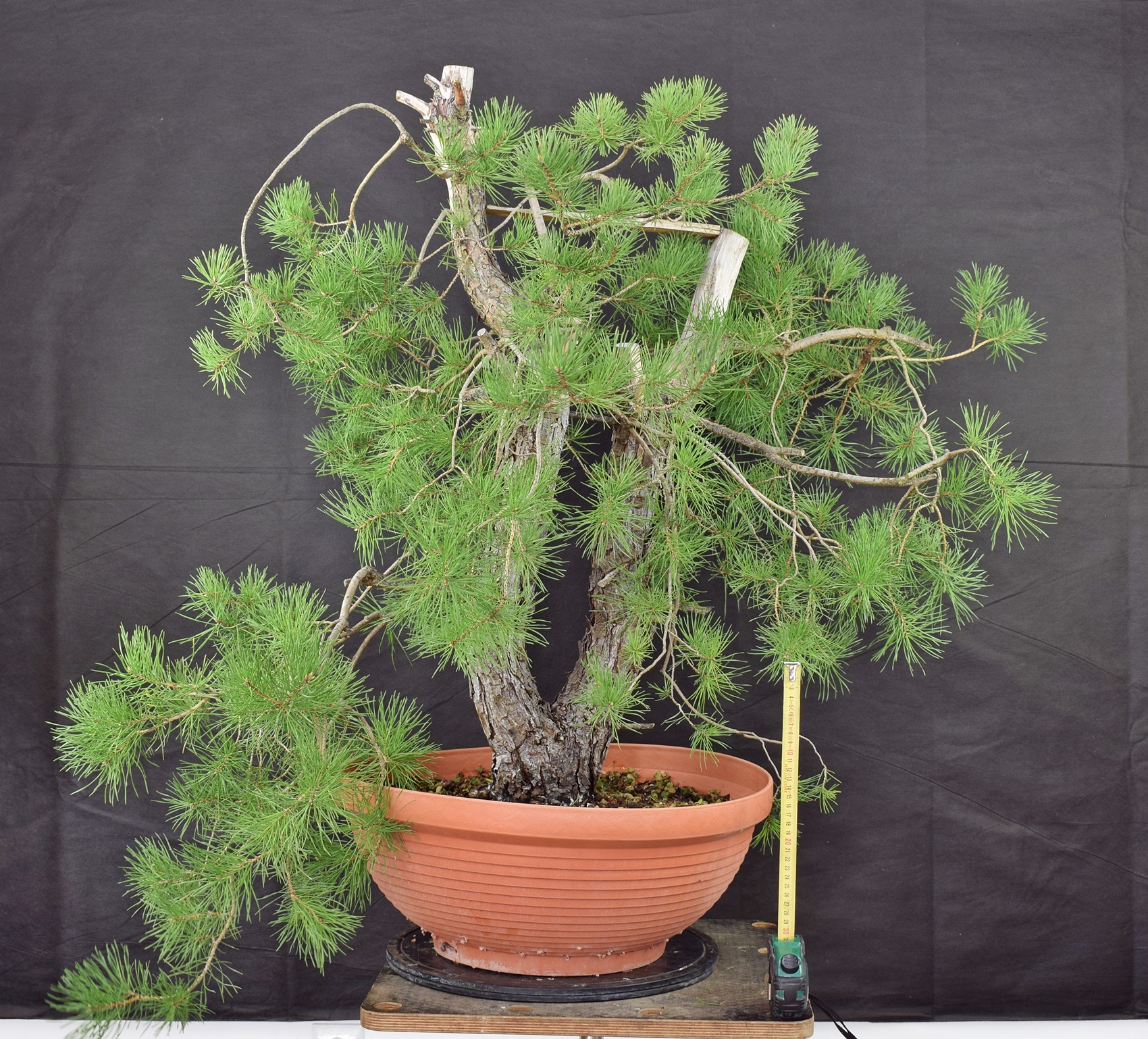 Pinus sylvestris 021