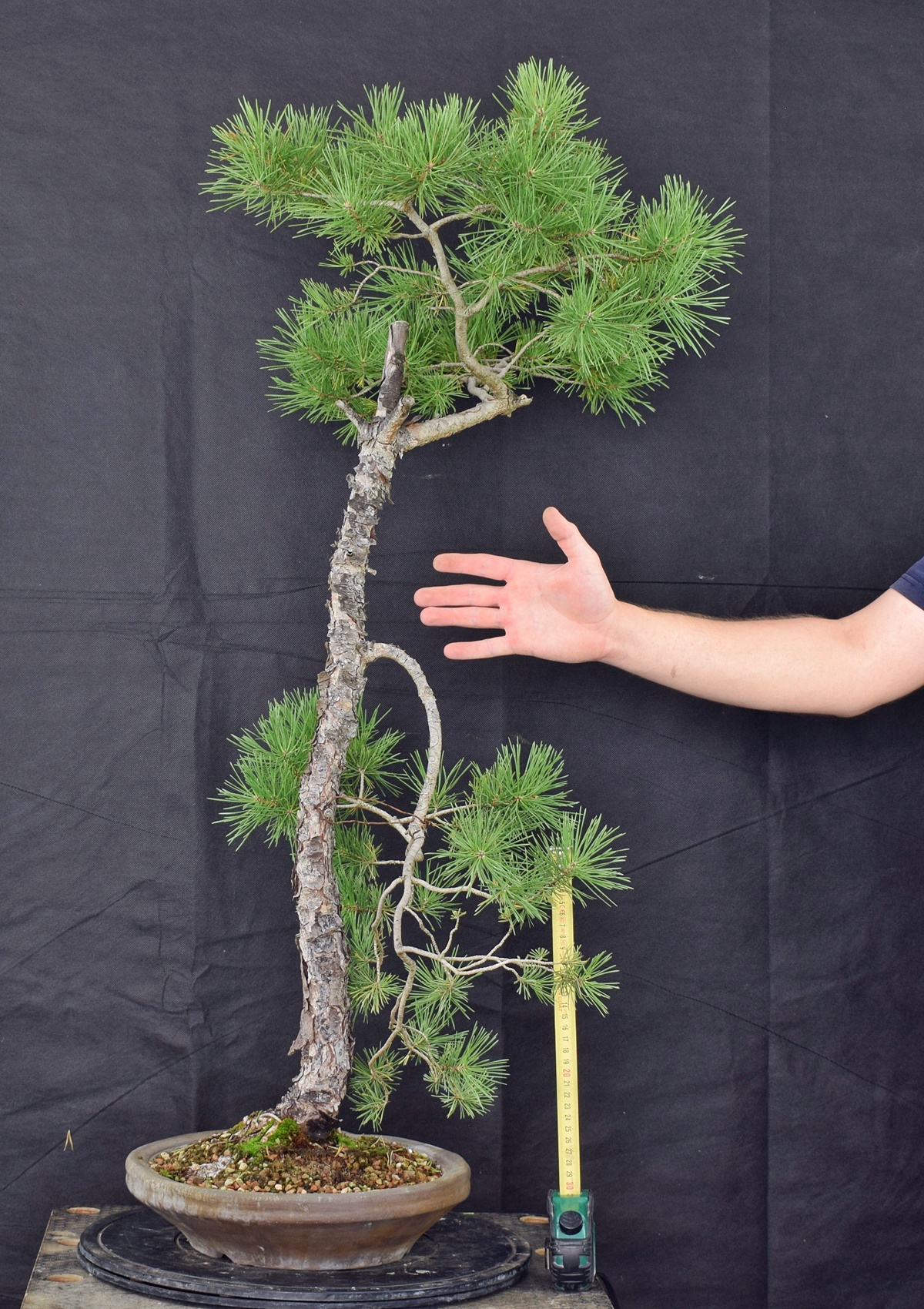 Pinus sylvestris 023