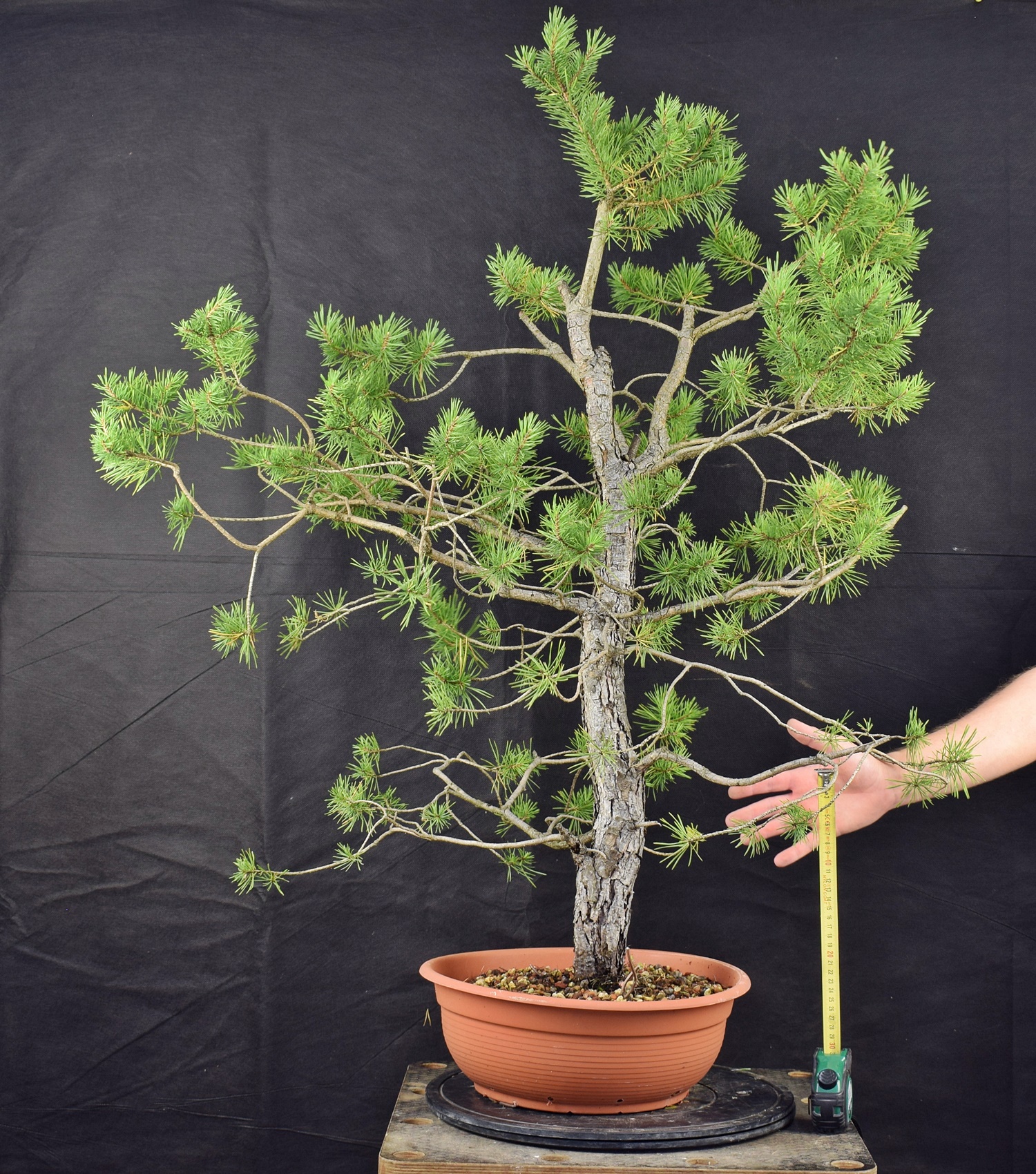 Pinus sylvestris 024