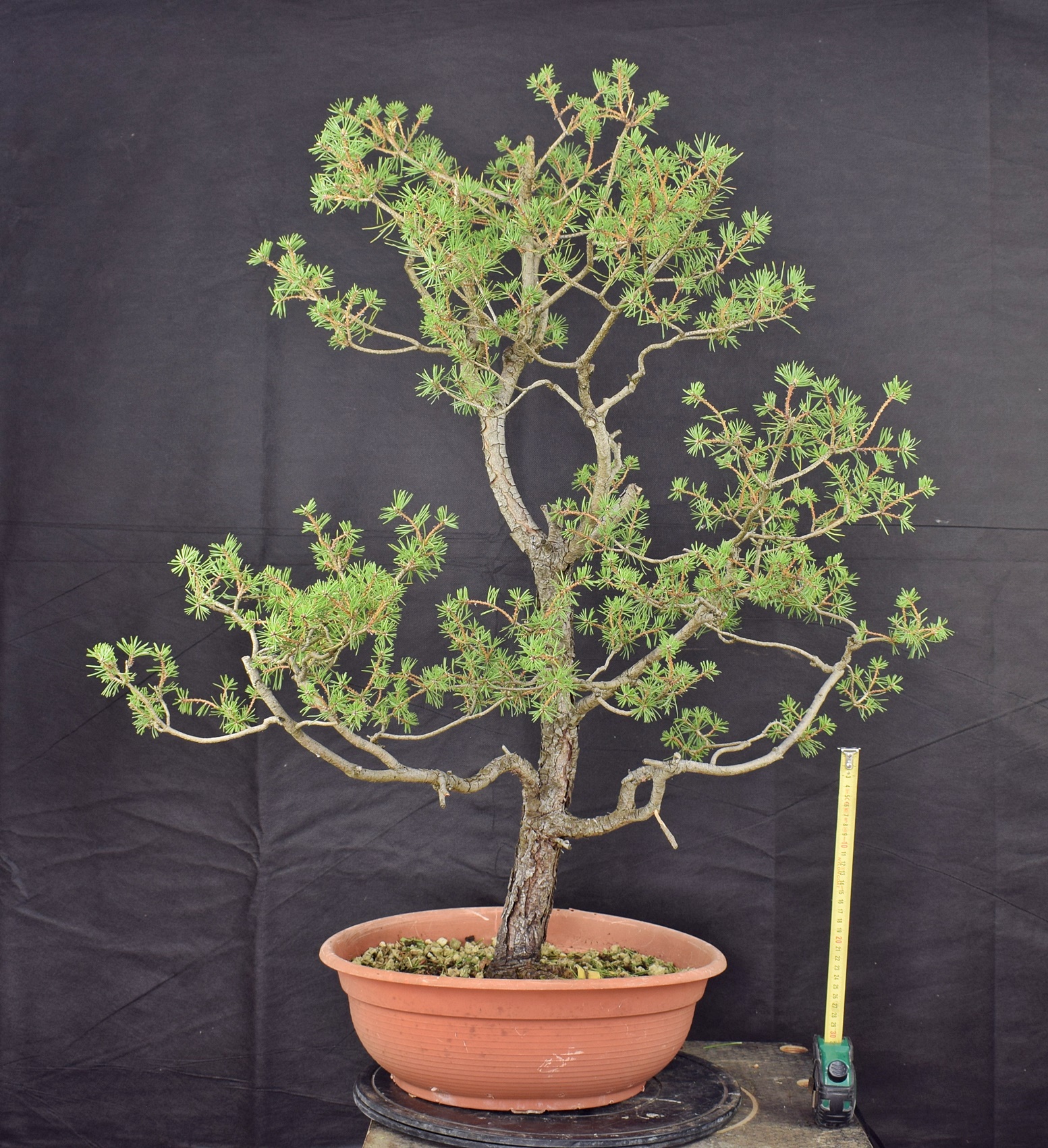 Pinus sylvestris 025