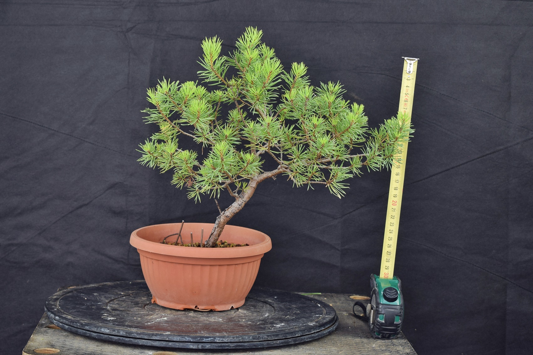 Pinus sylvestris 027