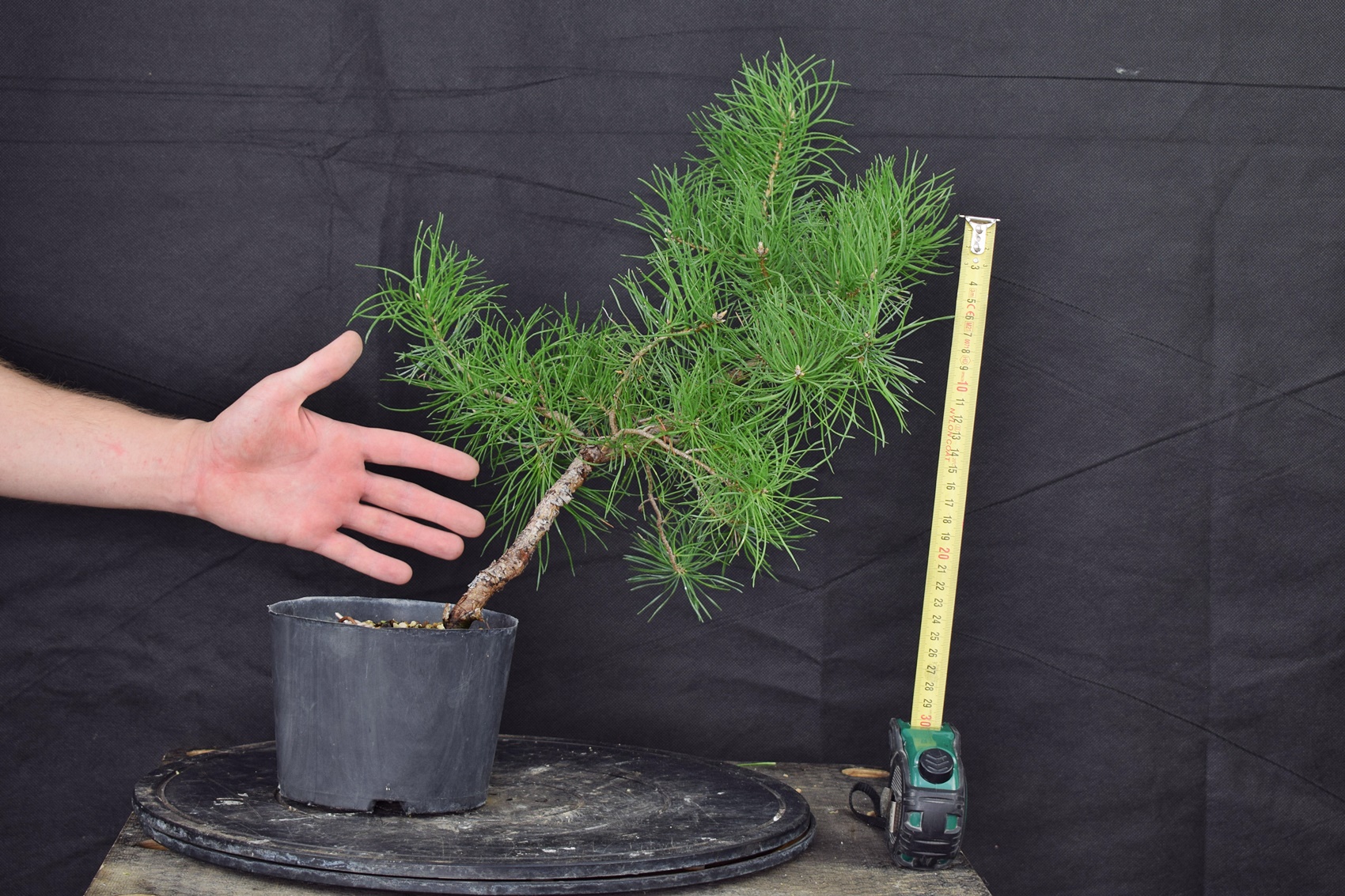 Pinus sylvestris 028