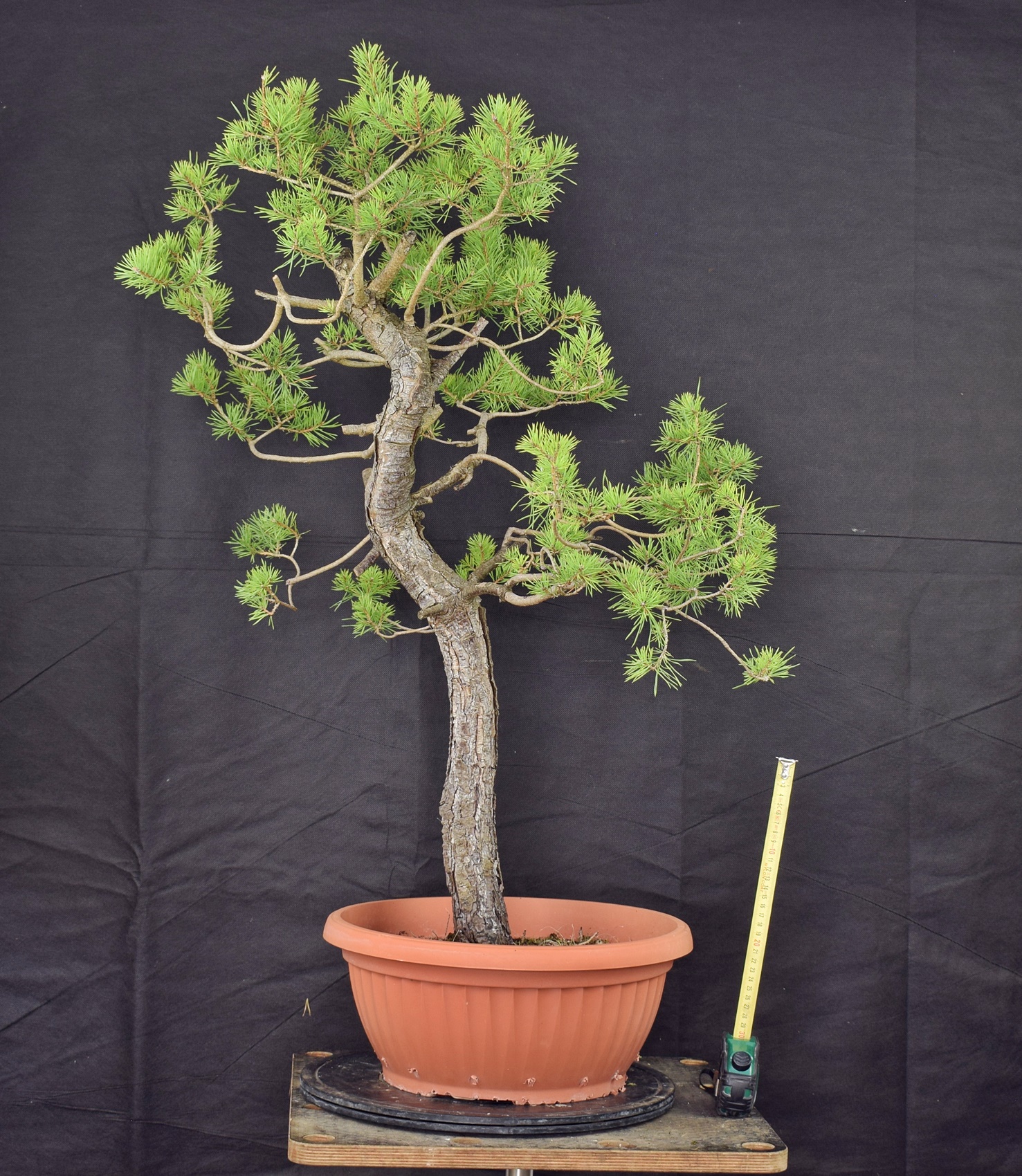 Pinus sylvestris 029