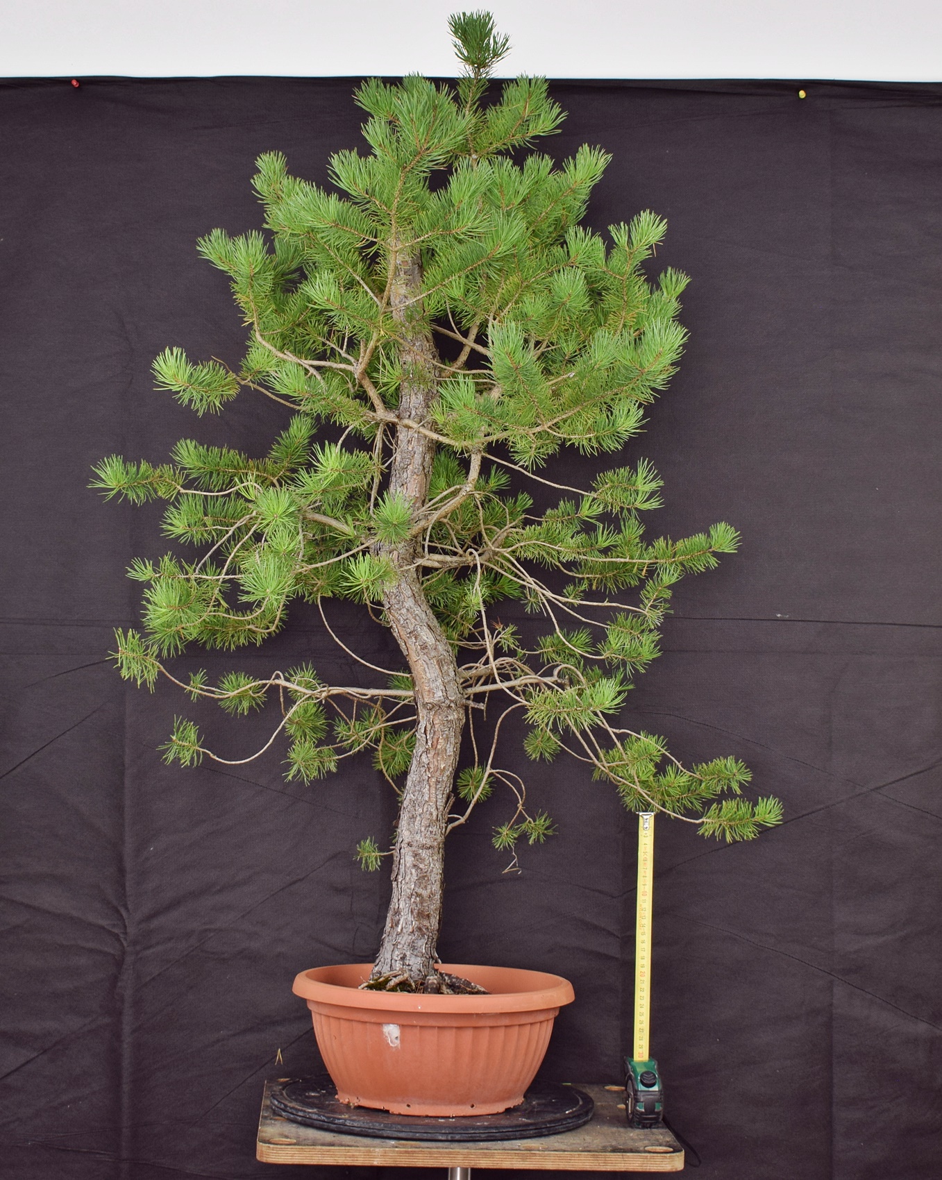 Pinus sylvestris 031