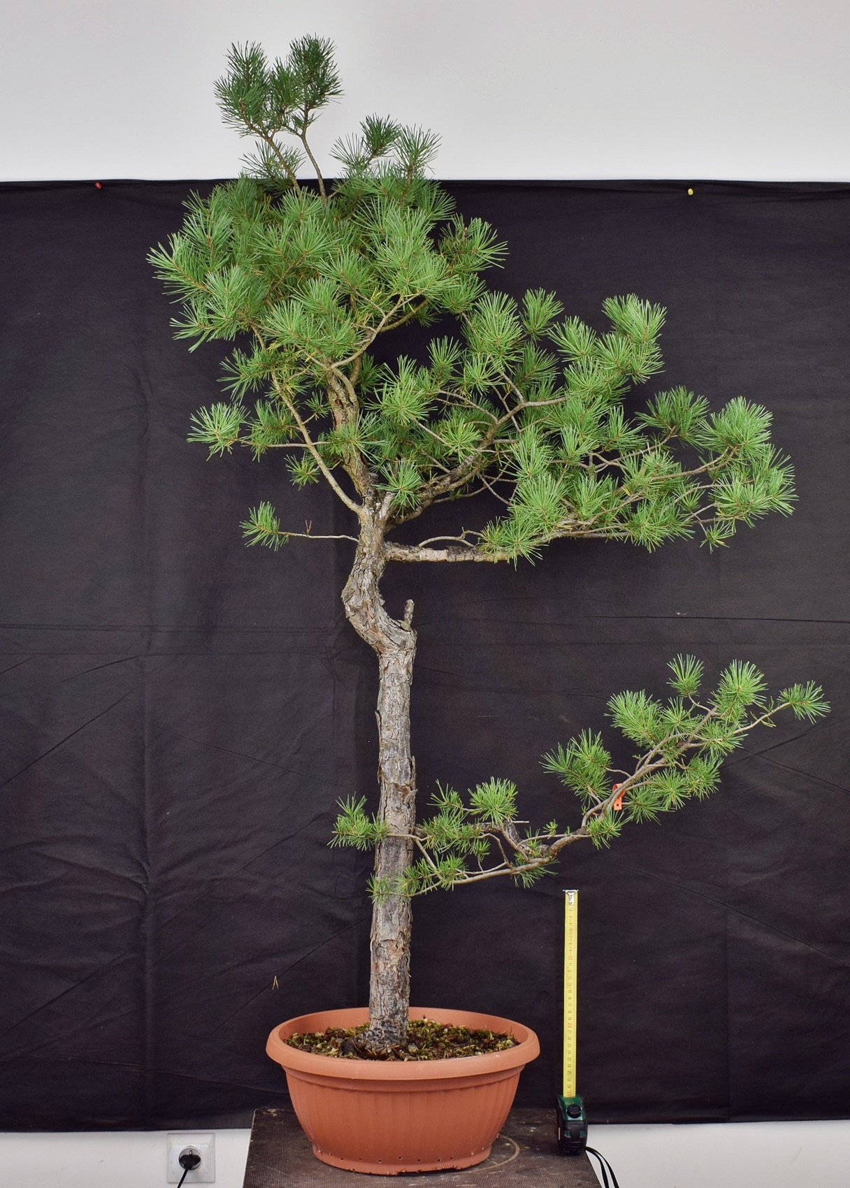 Pinus sylvestris 032