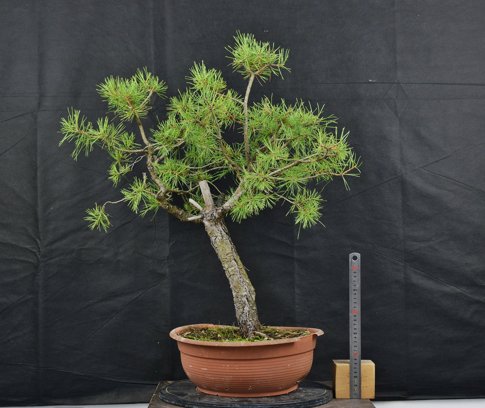 Pinus sylvestris 033