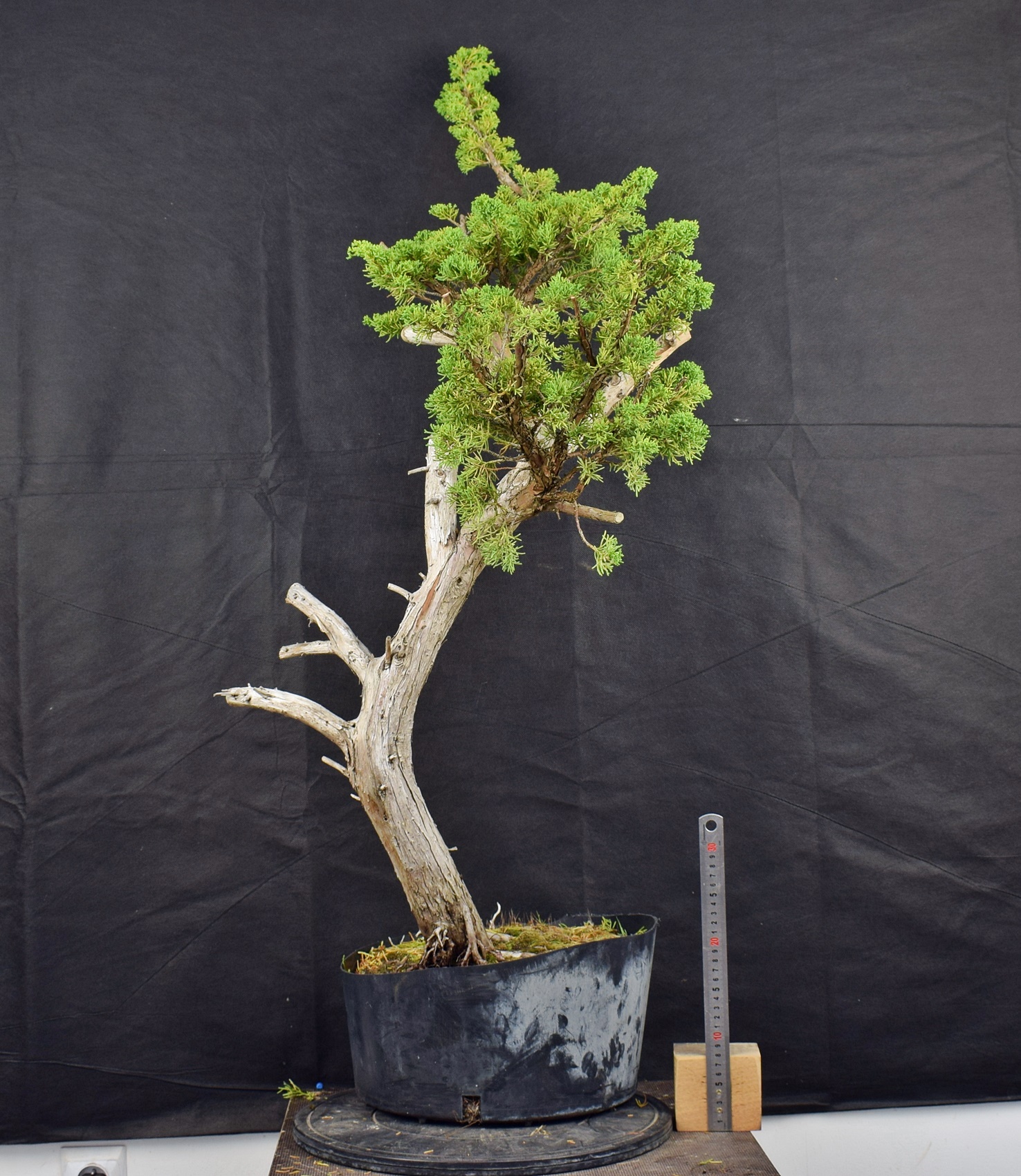 Juniperus chinensis 01