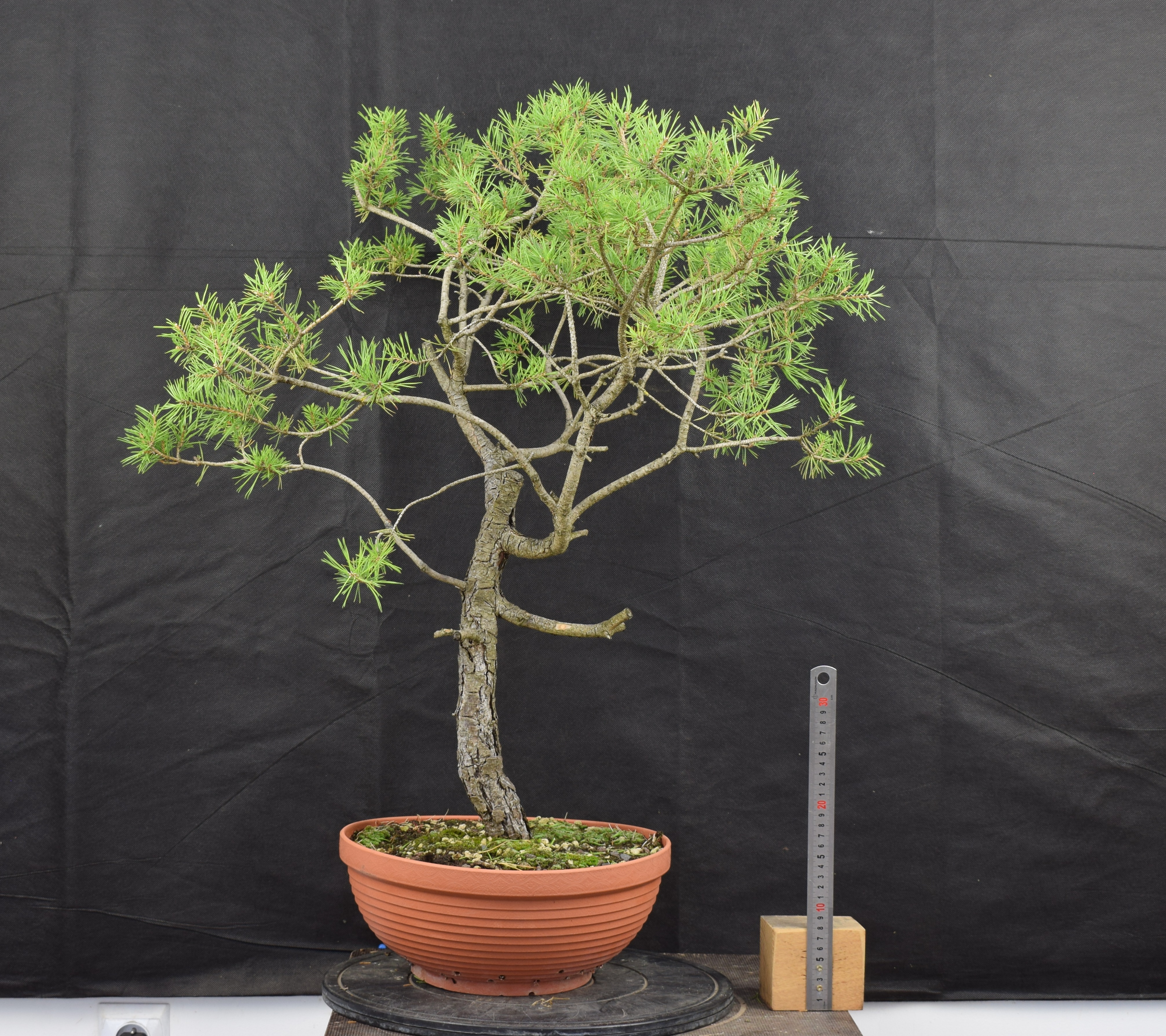 Pinus sylvestris 034