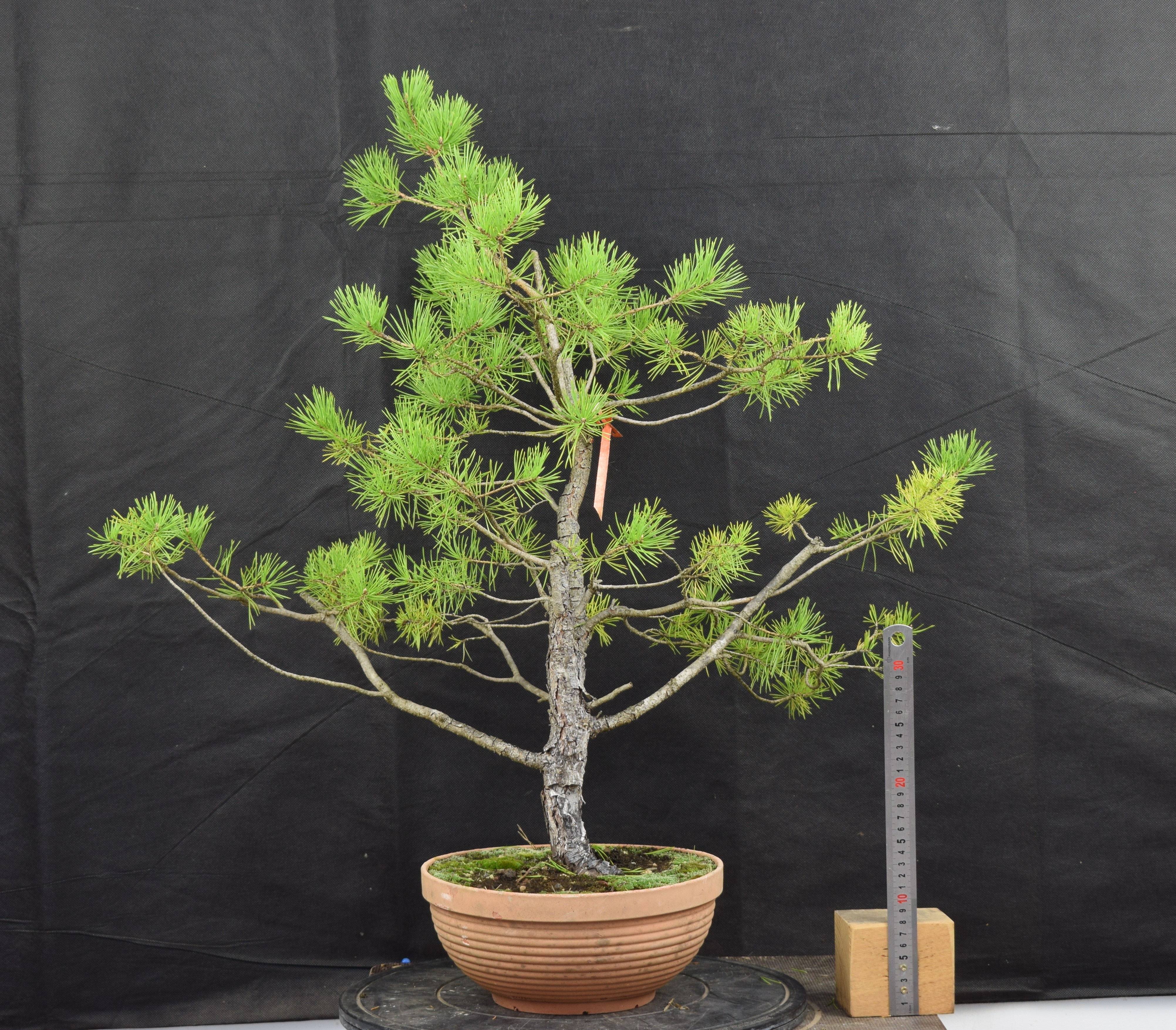 Pinus sylvestris 035