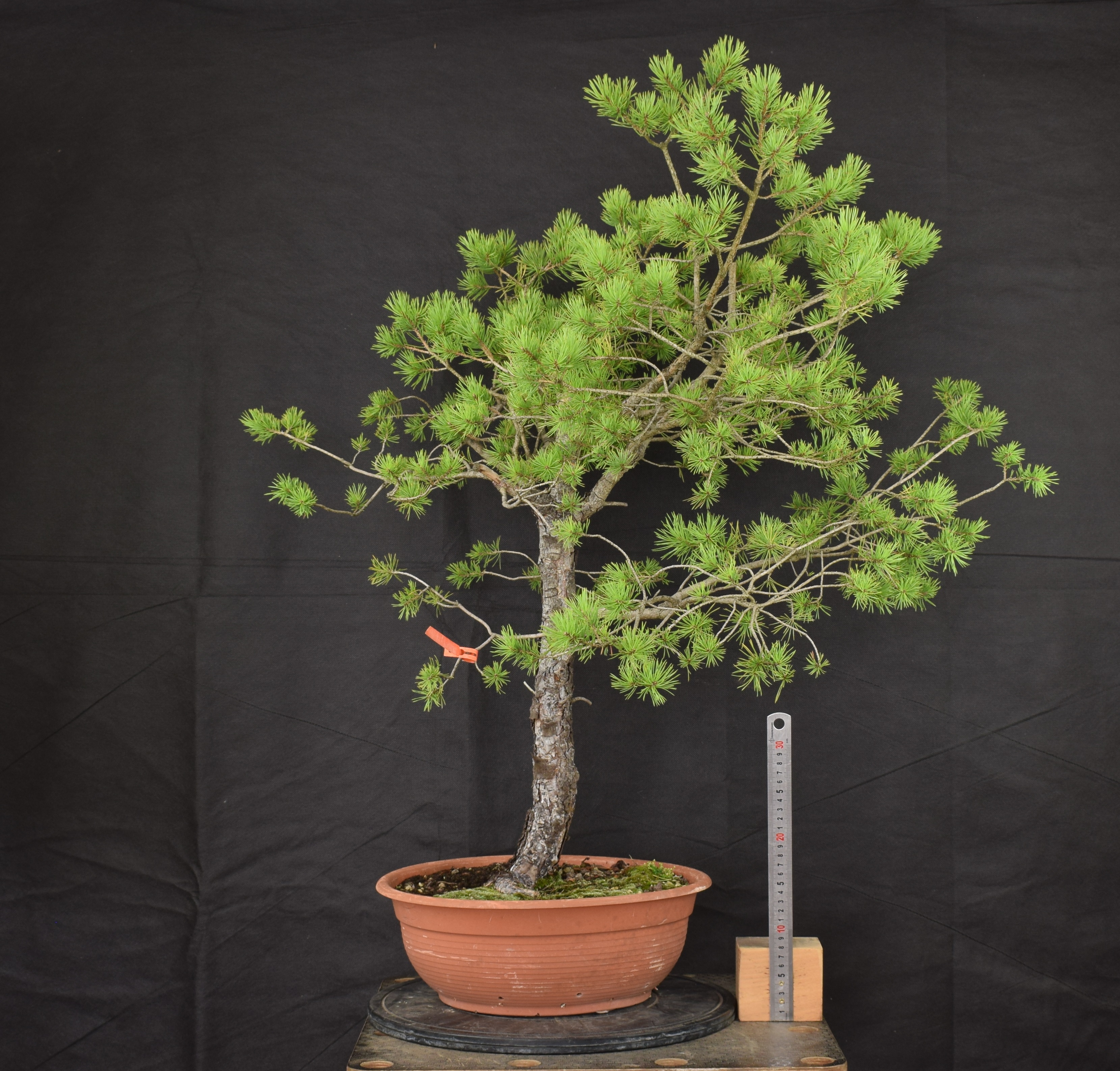 Pinus sylvestris 037