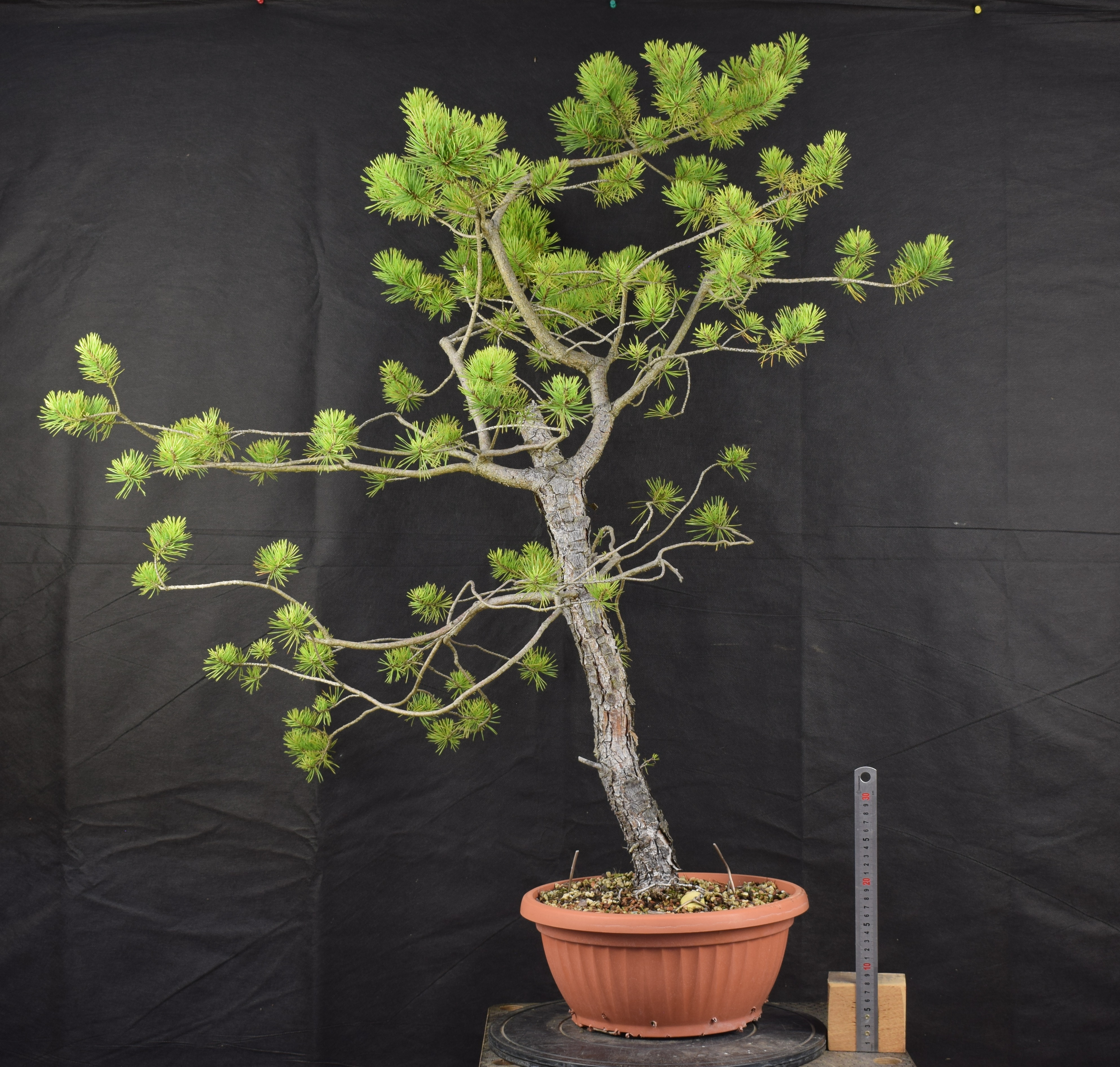 Pinus sylvestris 038