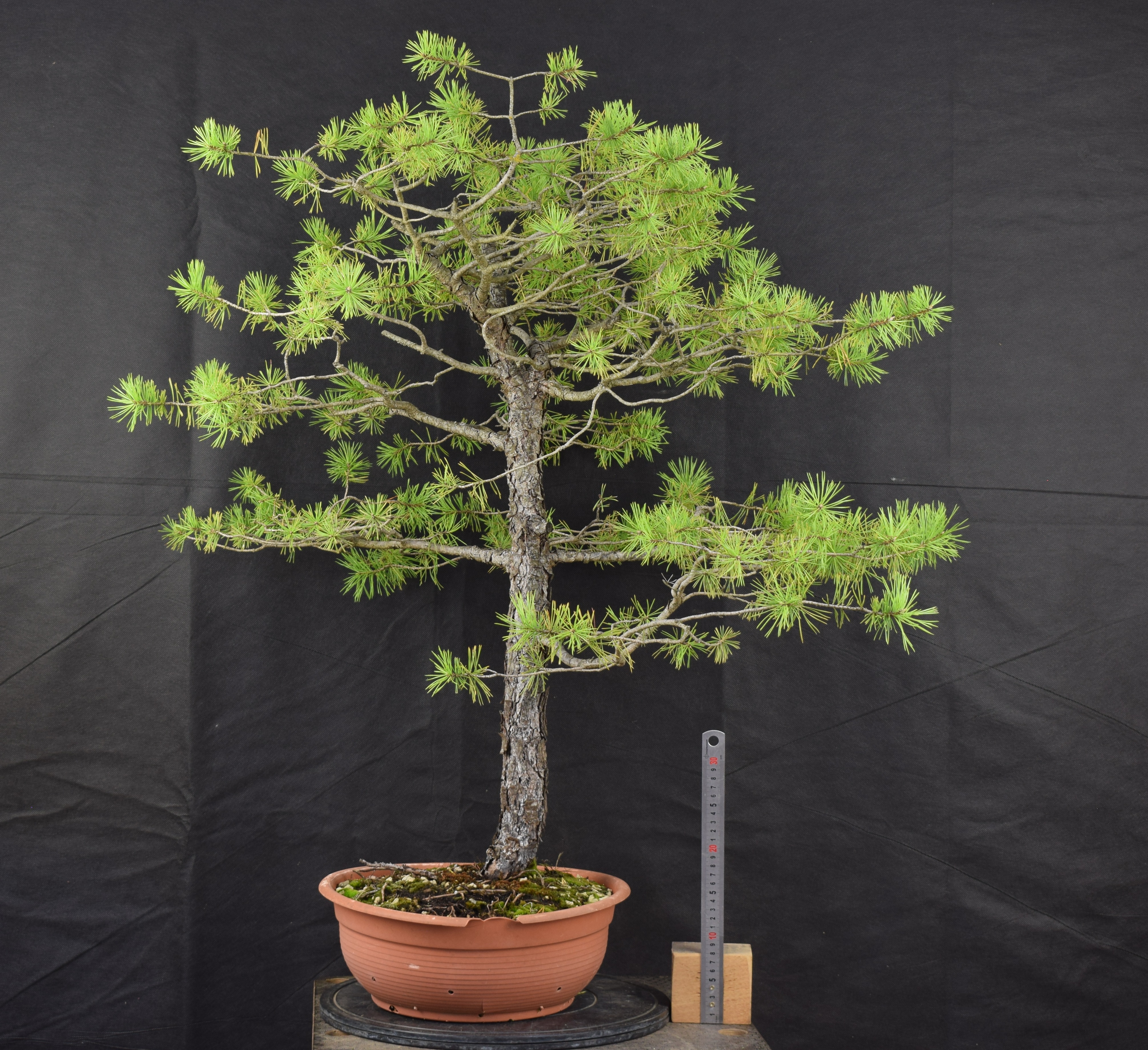 Pinus sylvestris 039