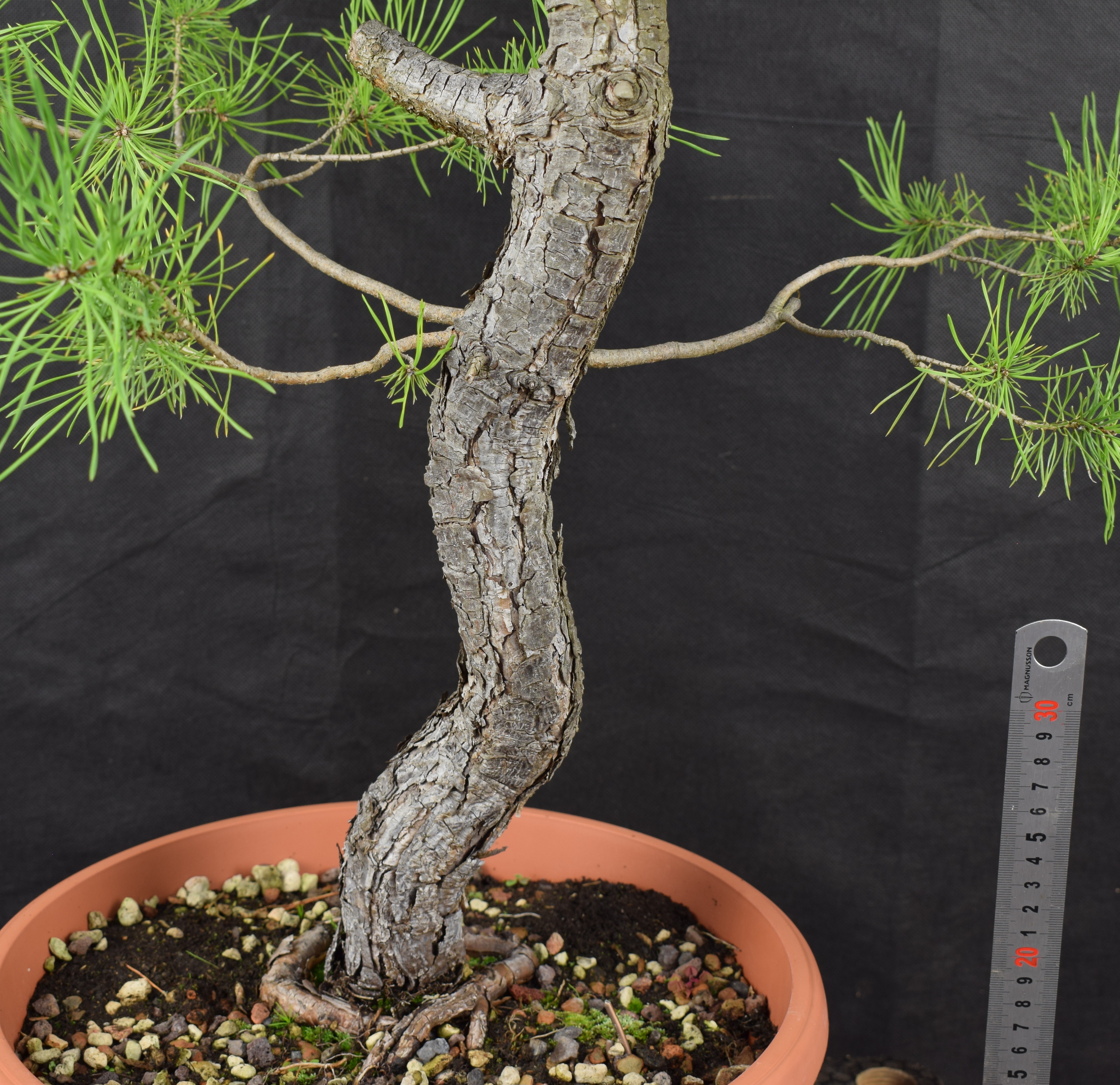 Pinus sylvestris 040