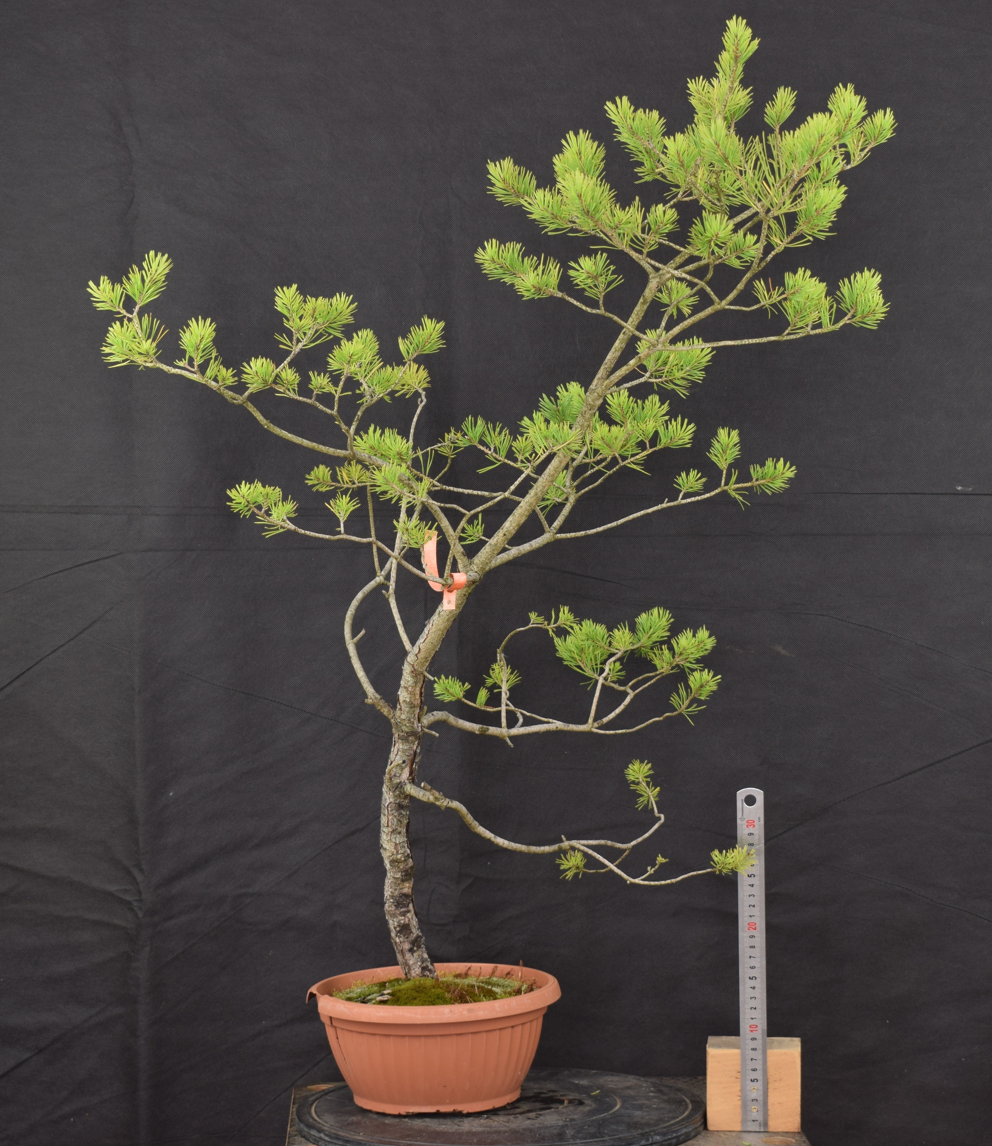 Pinus sylvestris 041