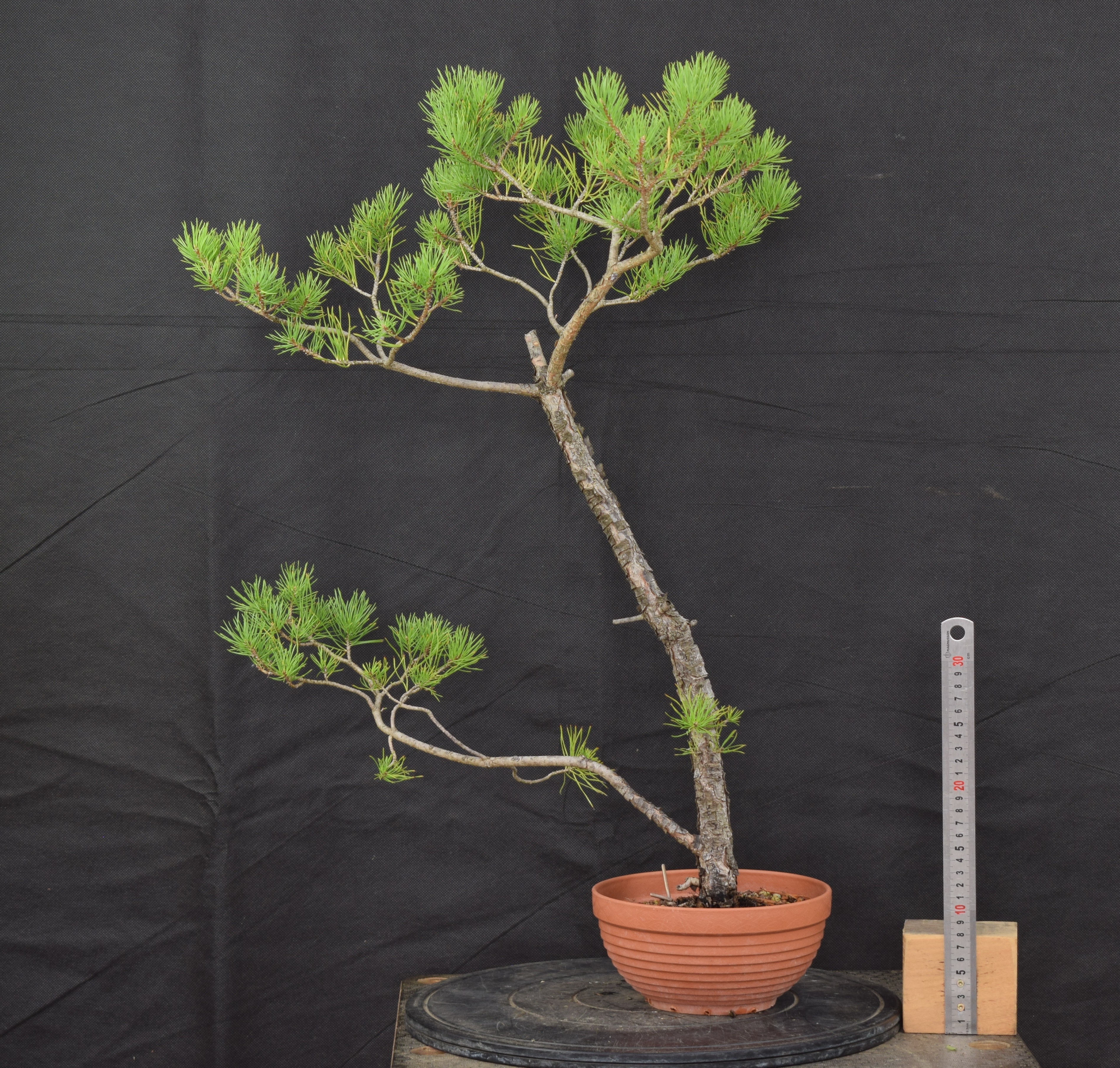 Pinus sylvestris 042