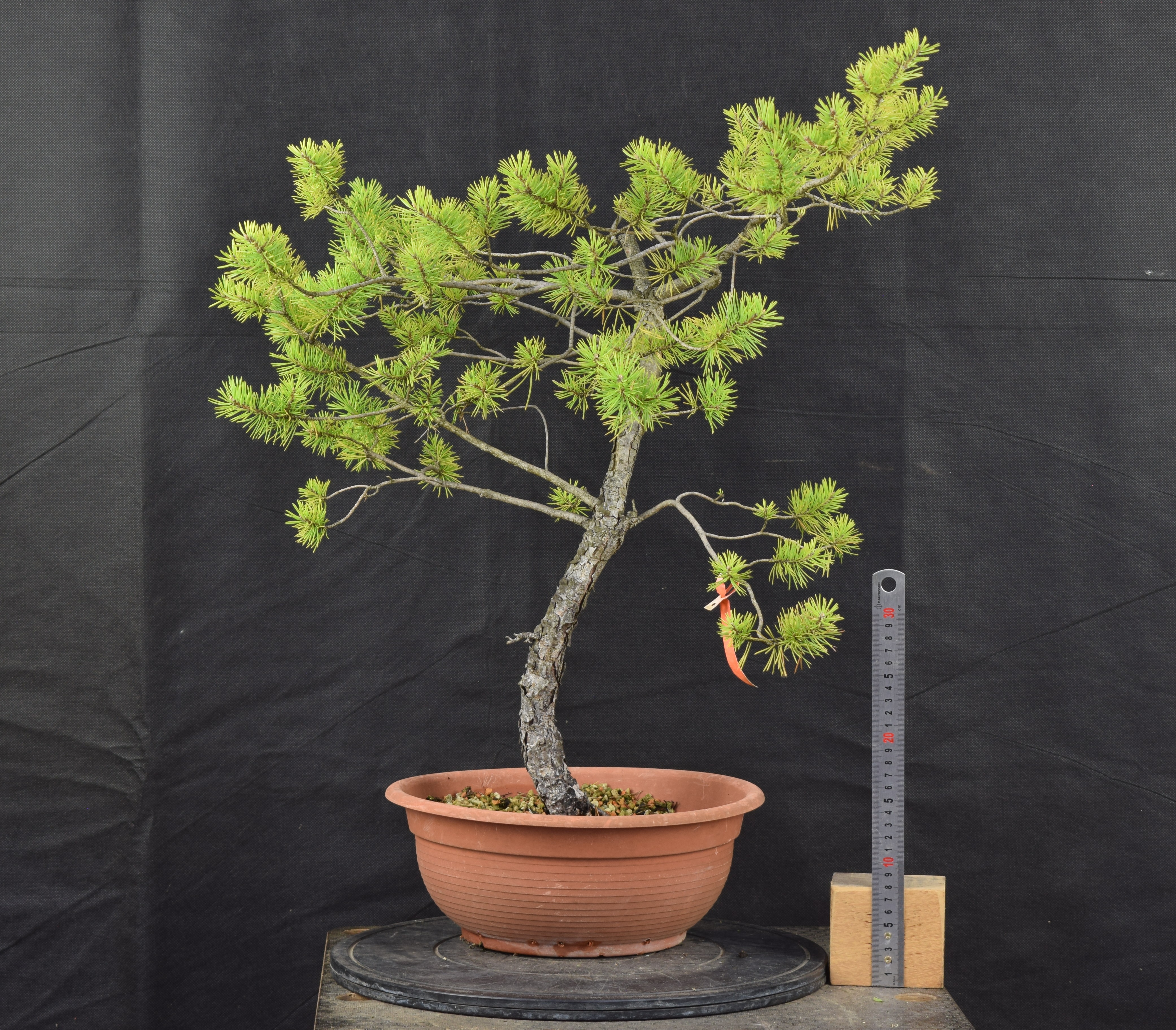 Pinus sylvestris 043