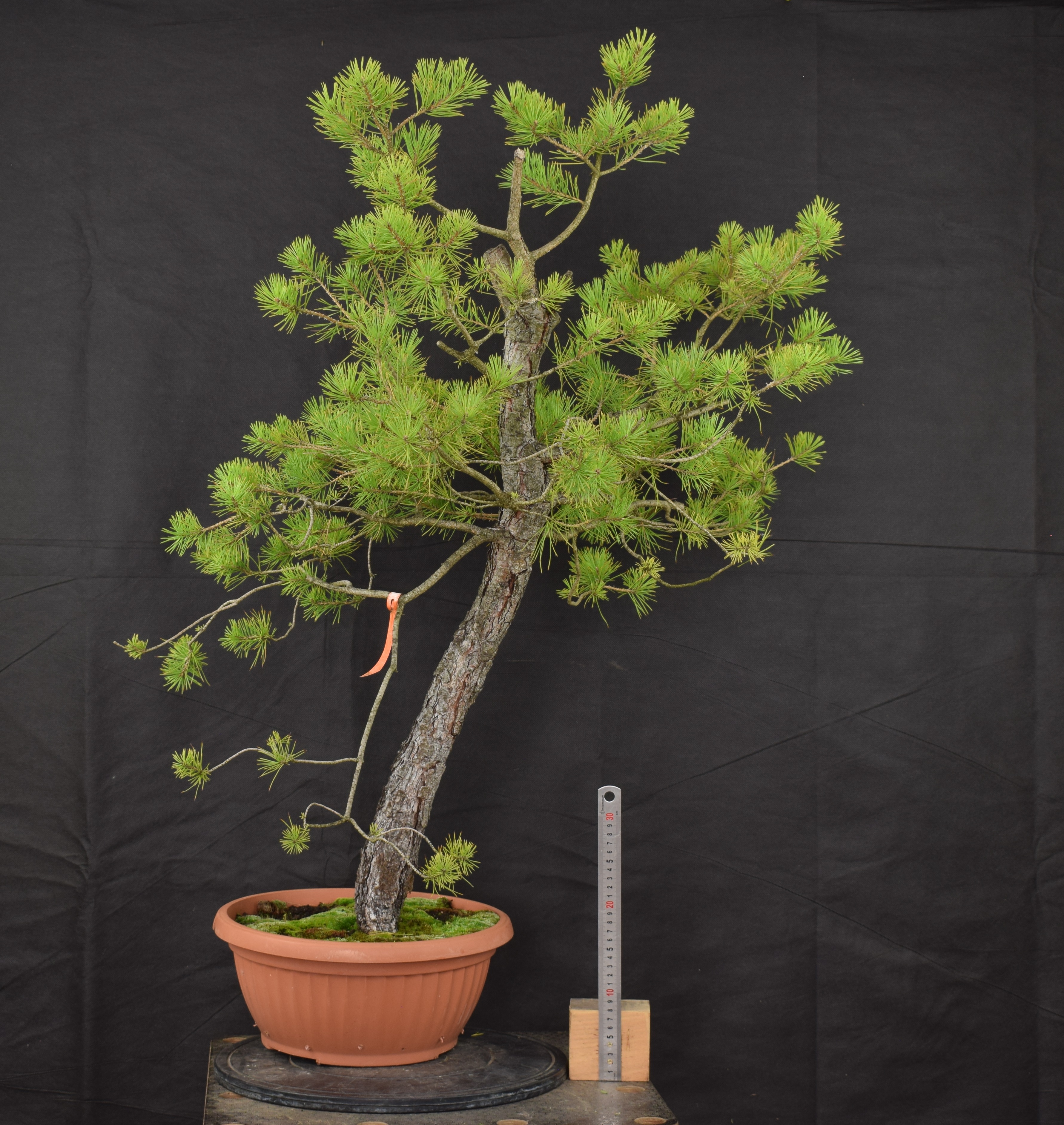 Pinus sylvestris 044