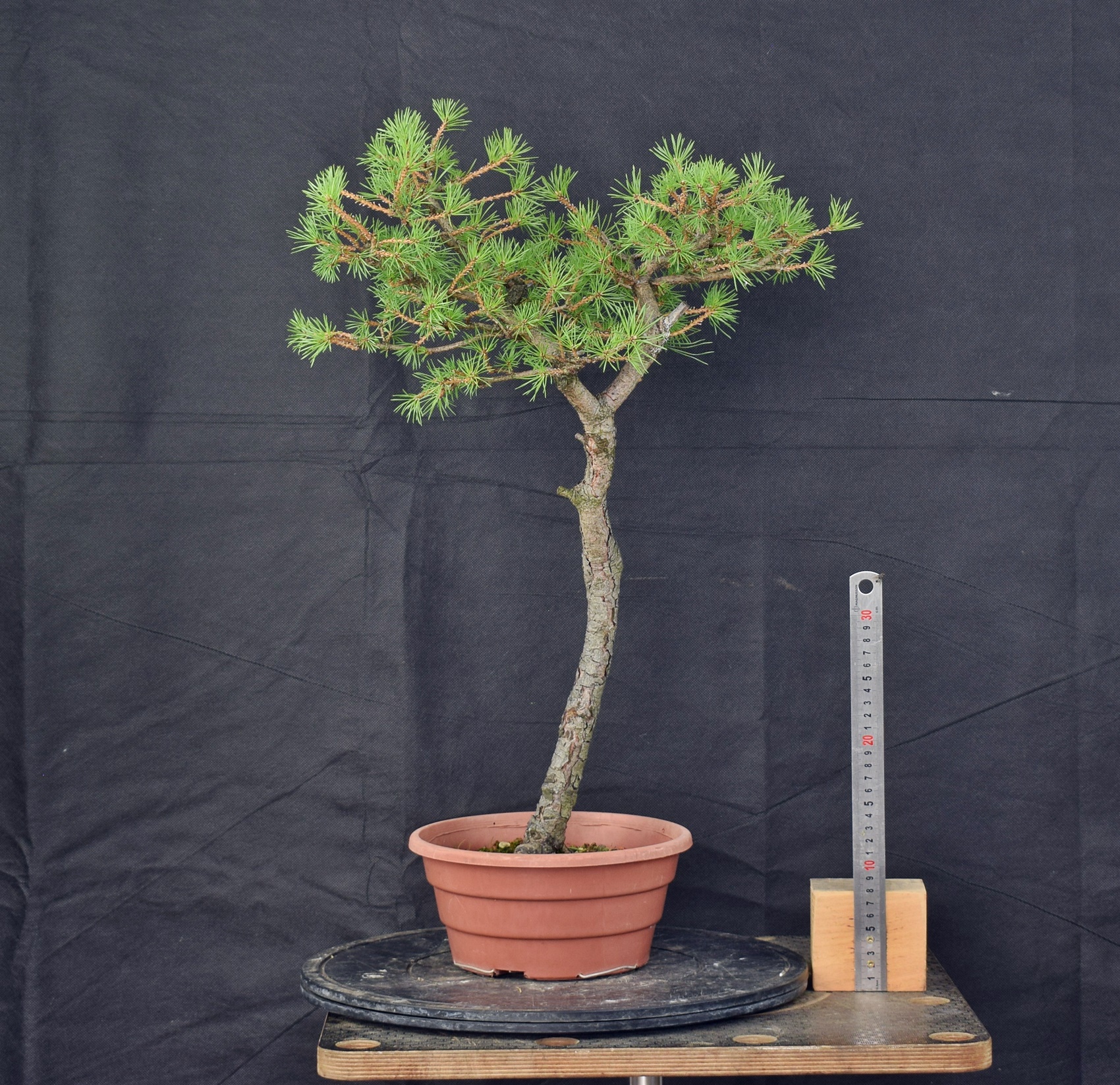 Pinus sylvestris 046