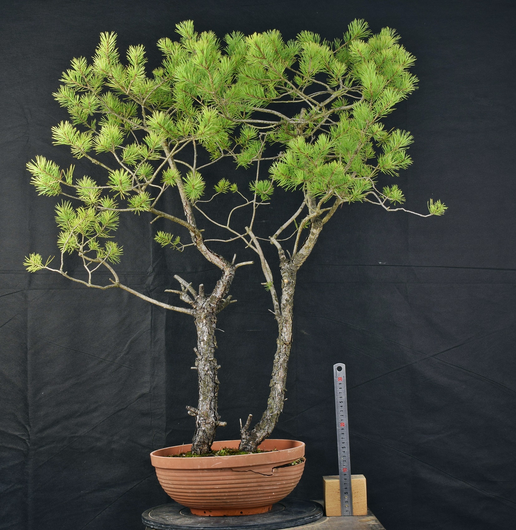 Pinus sylvestris 047