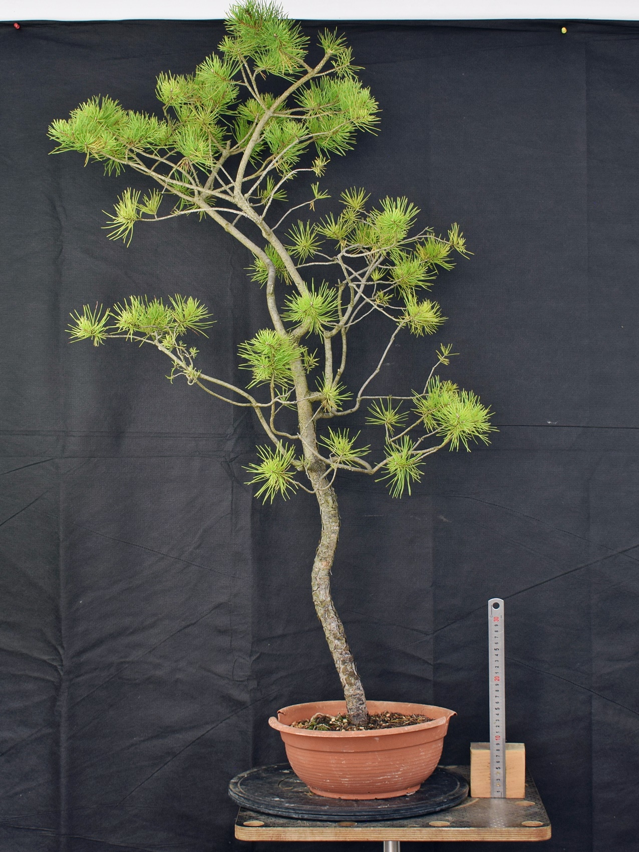 Pinus sylvestris 050