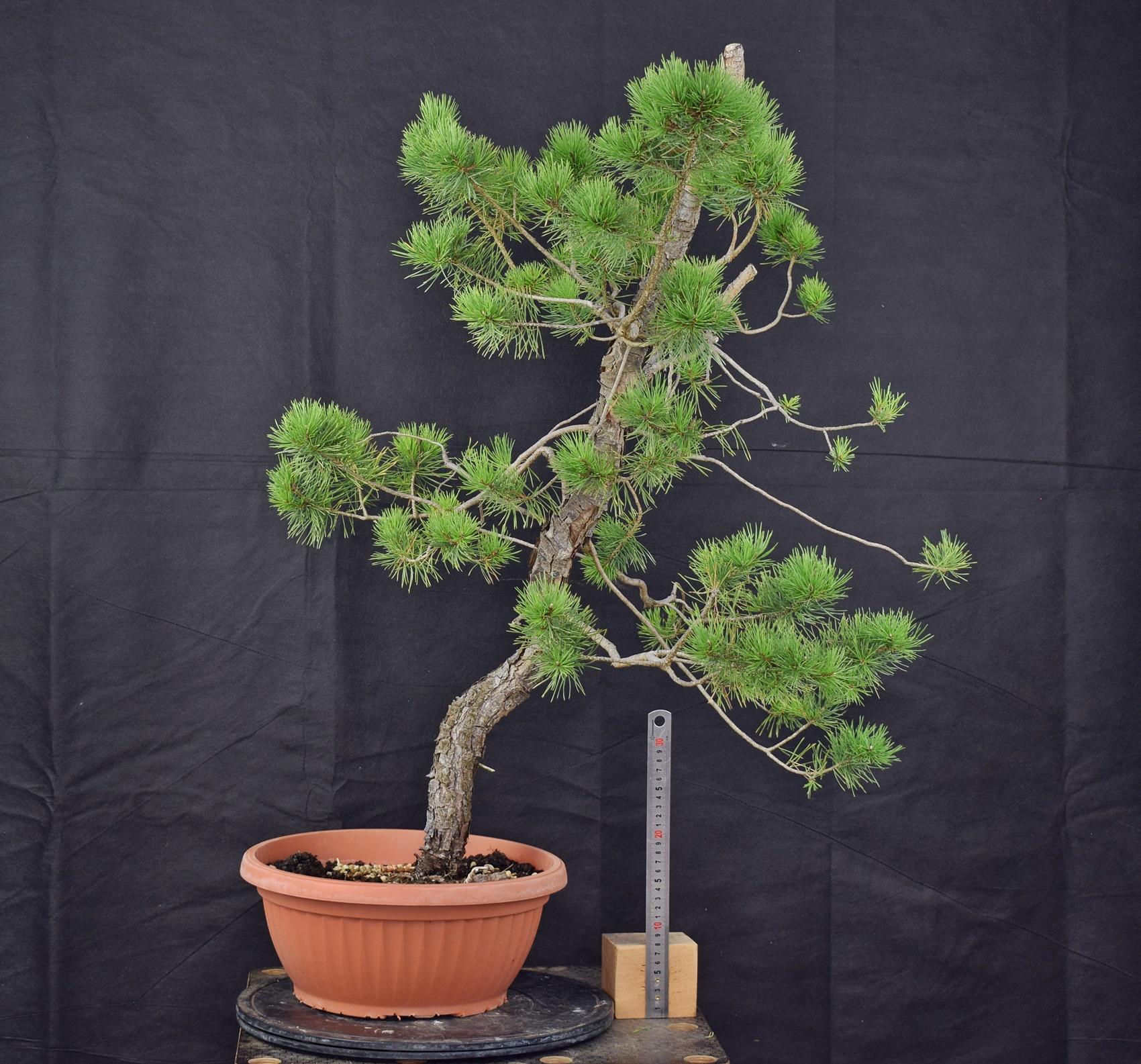 Pinus sylvestris 048