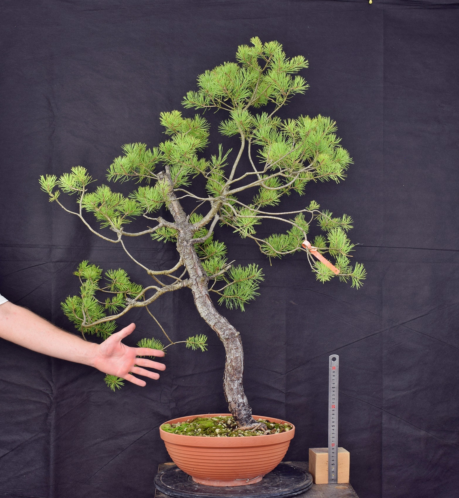 Pinus sylvestris 049