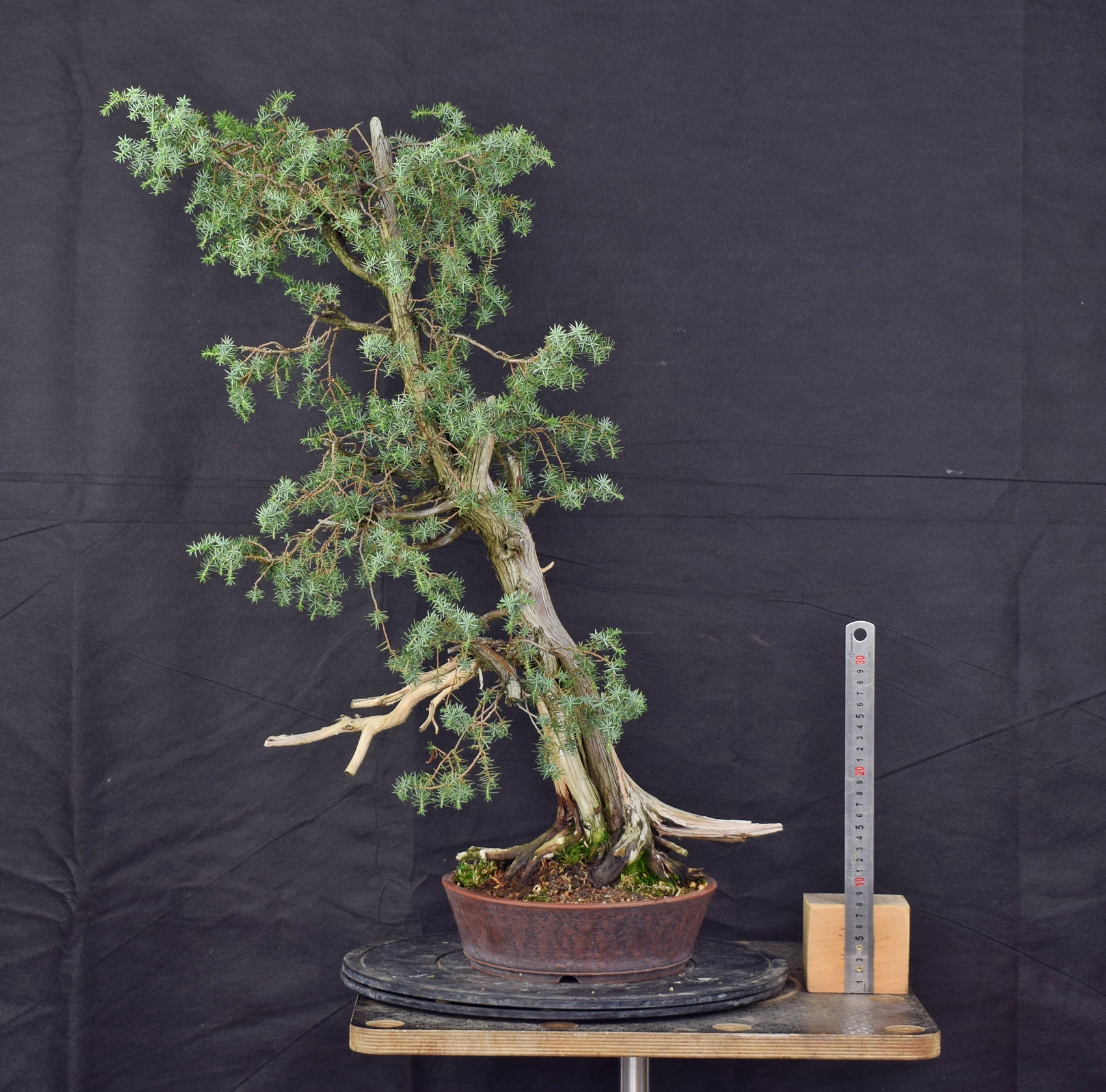 Juniperus communis 01