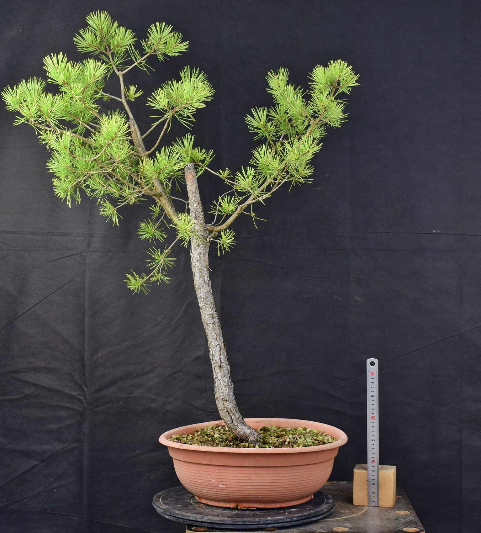 Pinus sylvestris 051