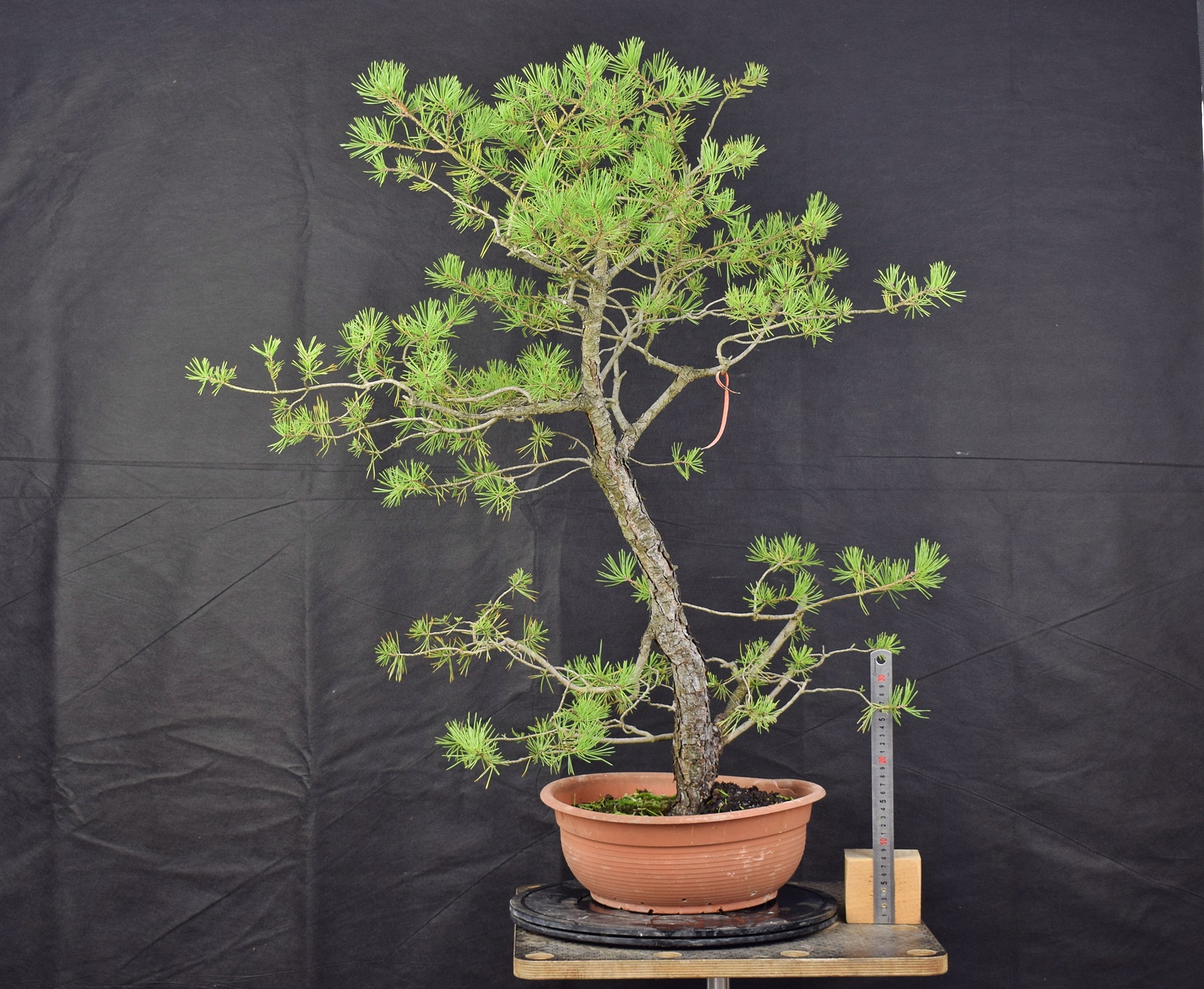 Pinus sylvestris 052