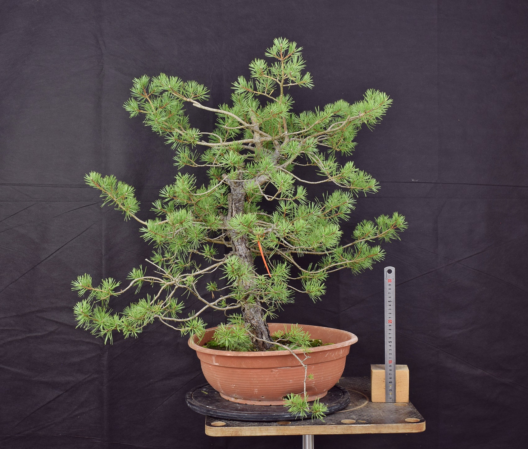 Pinus sylvestris 053