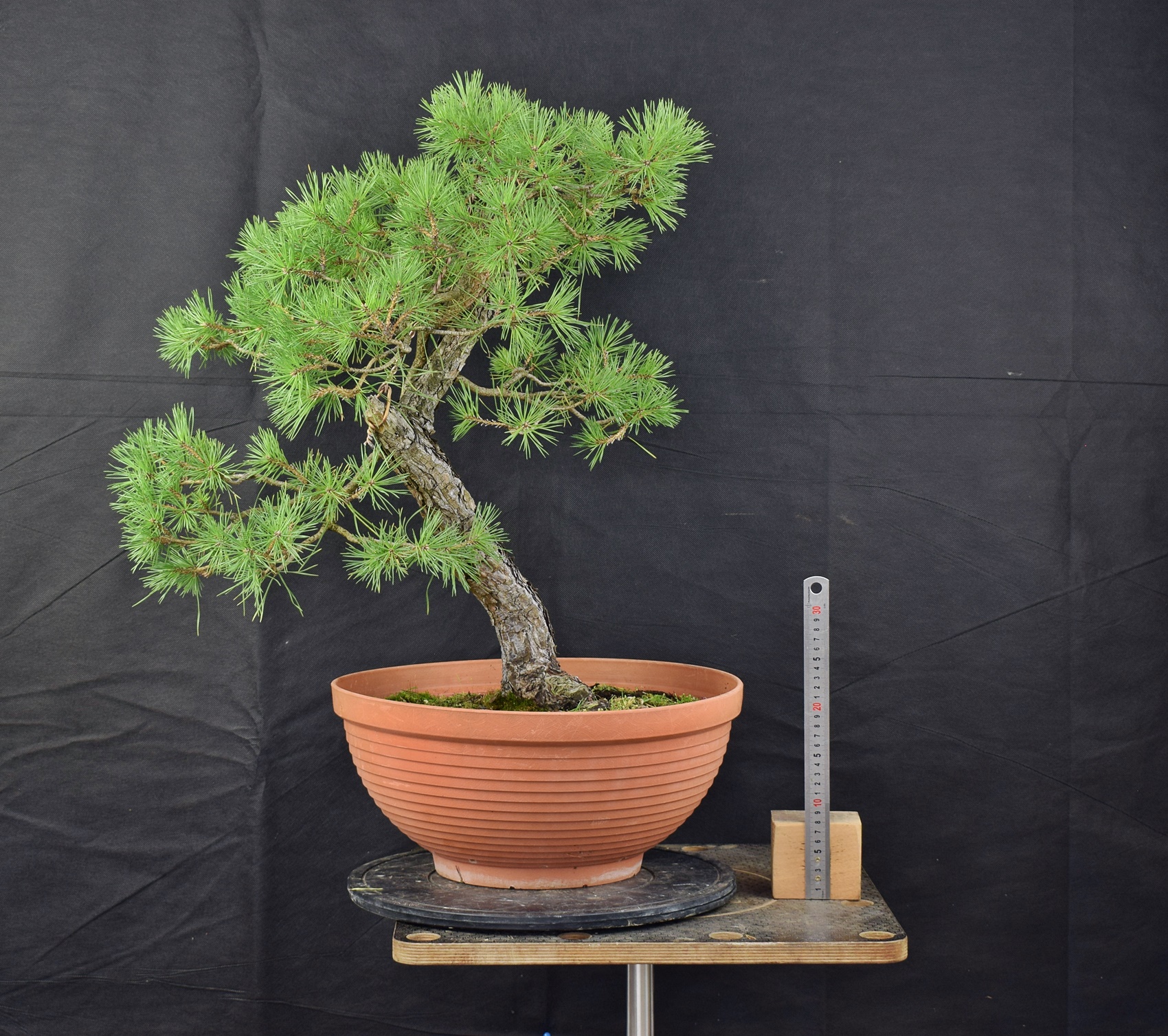 Pinus sylvestris 054