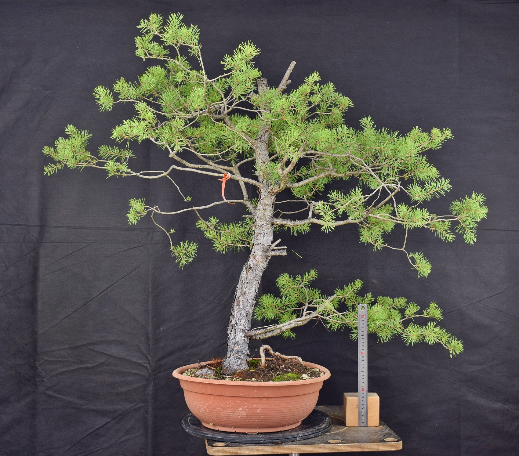 Pinus sylvestris 055