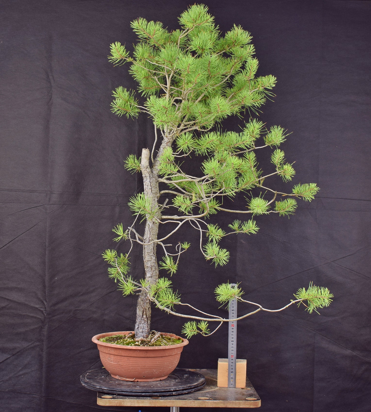 Pinus sylvestris 056