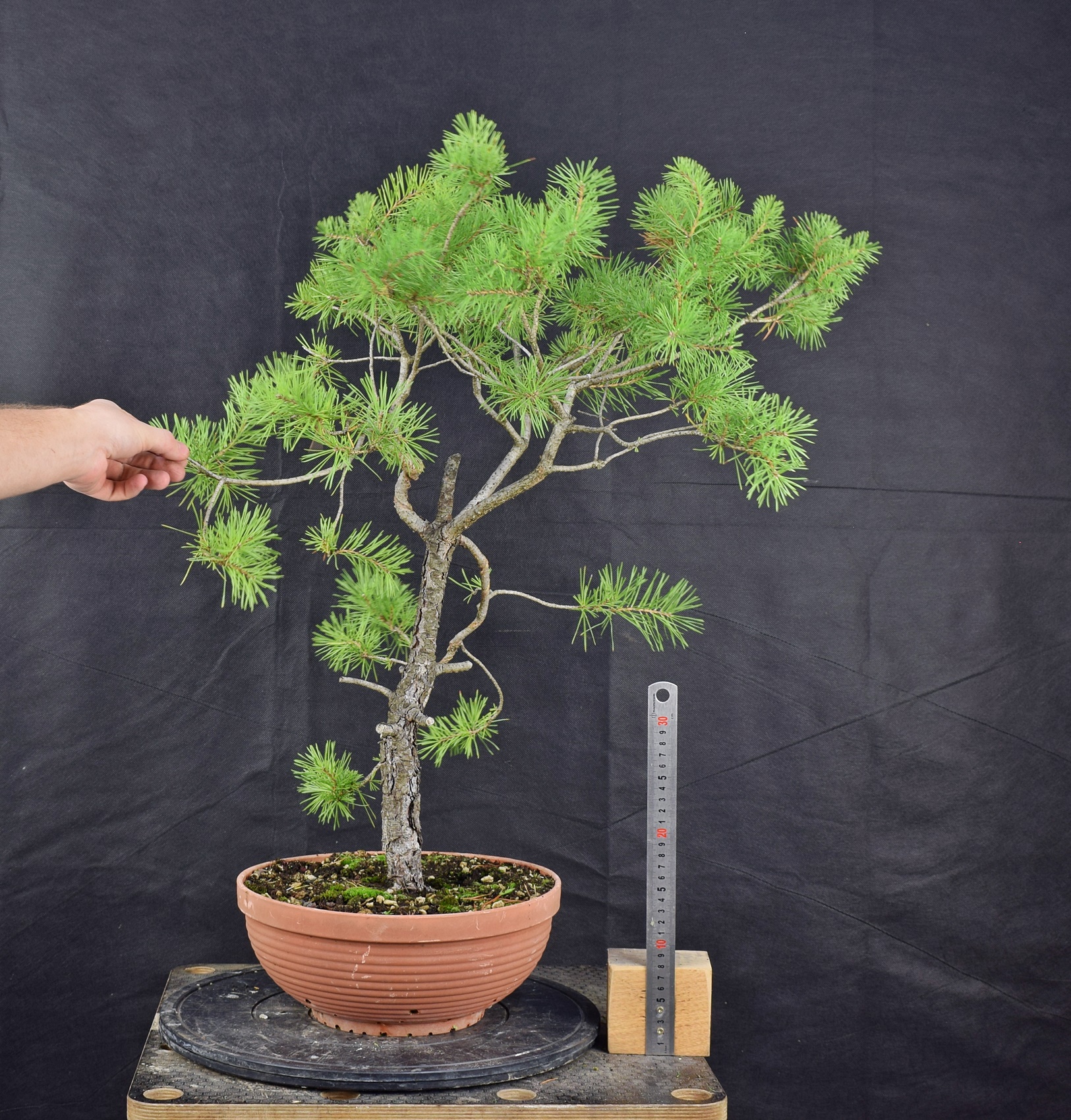 Pinus sylvestris 057