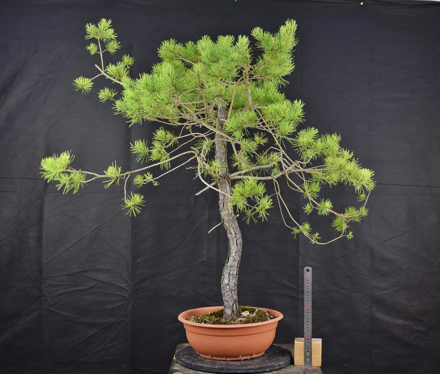 Pinus sylvestris 059